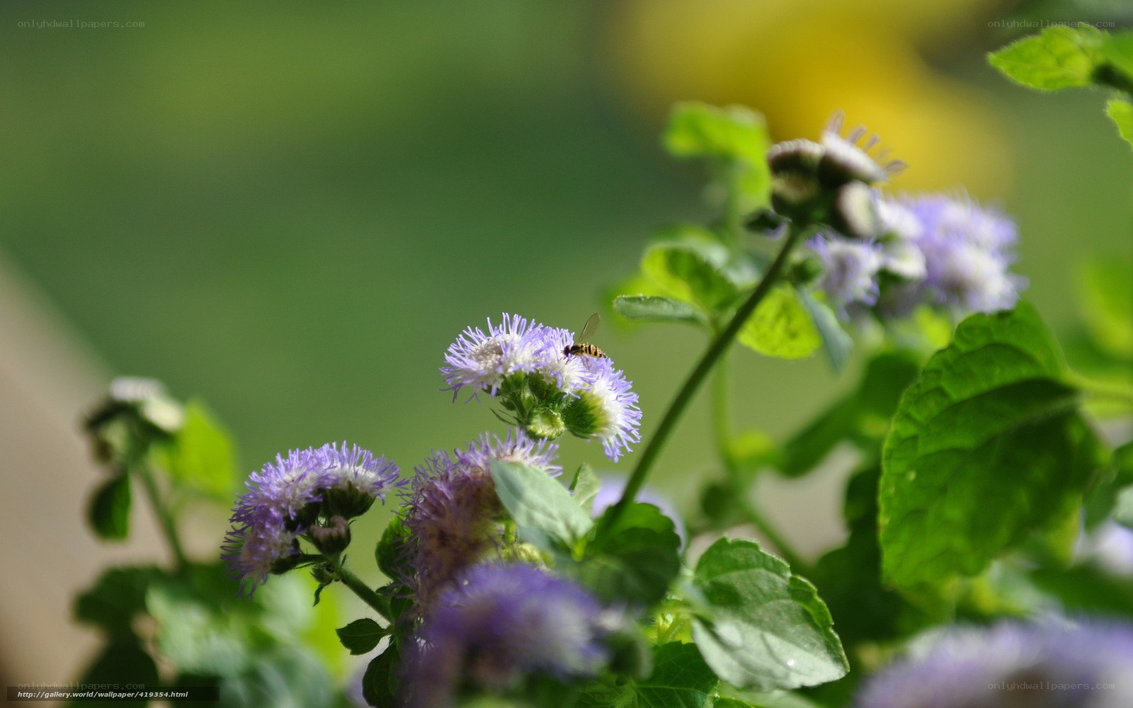bee on purple flower