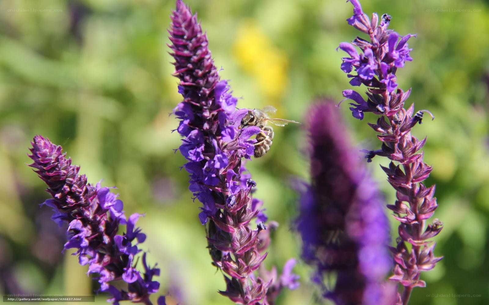 bee on purple flower