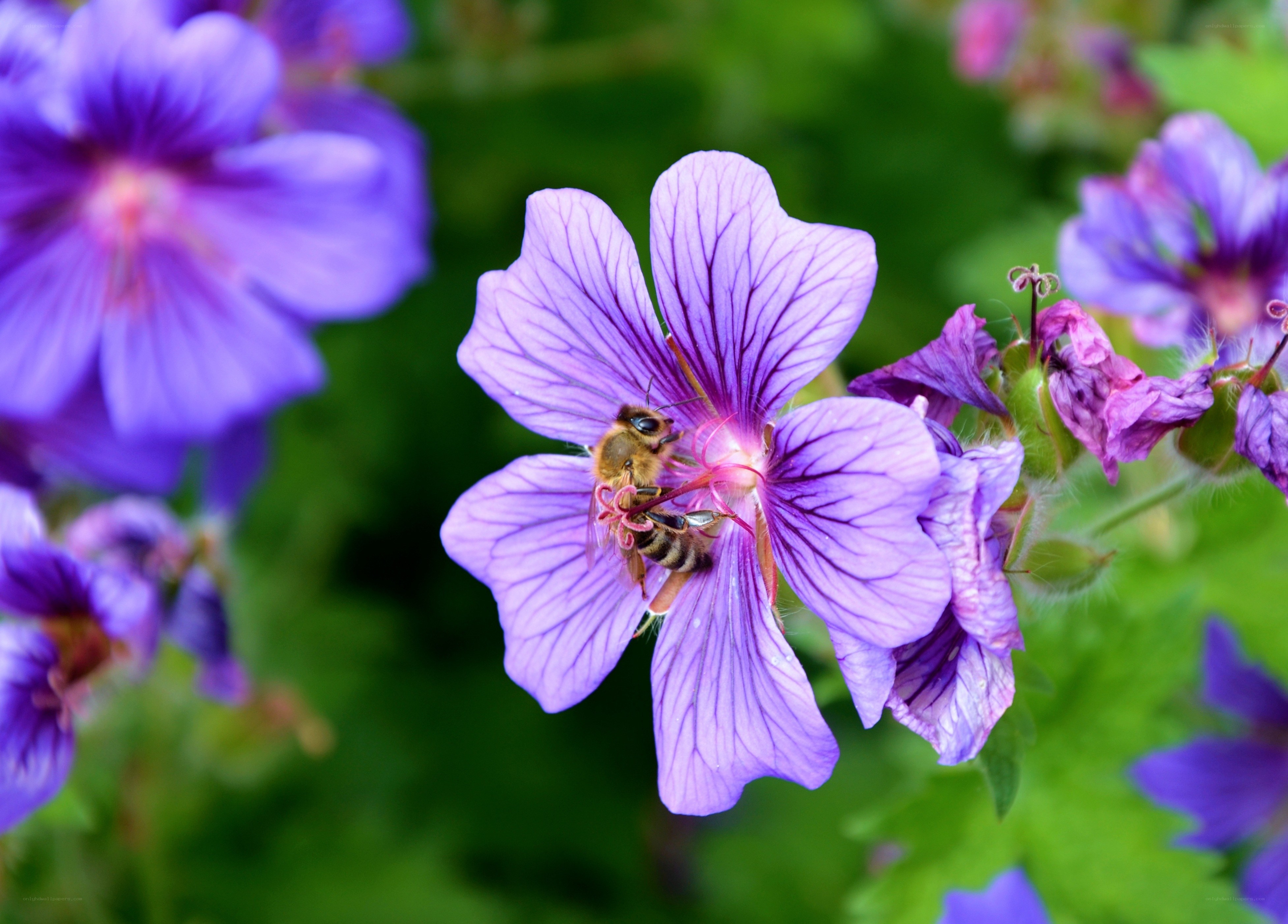 bee on purple flower