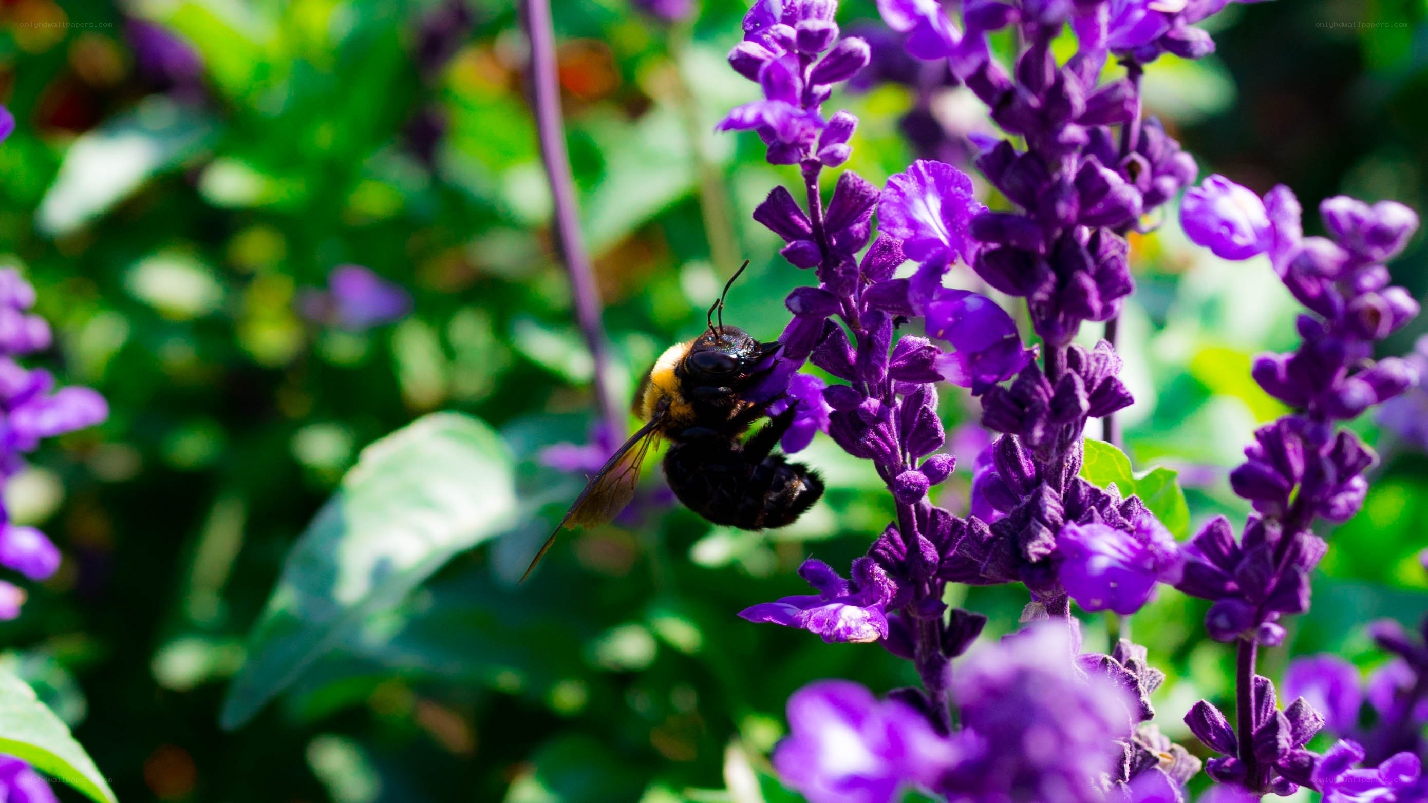 bee on purple flower