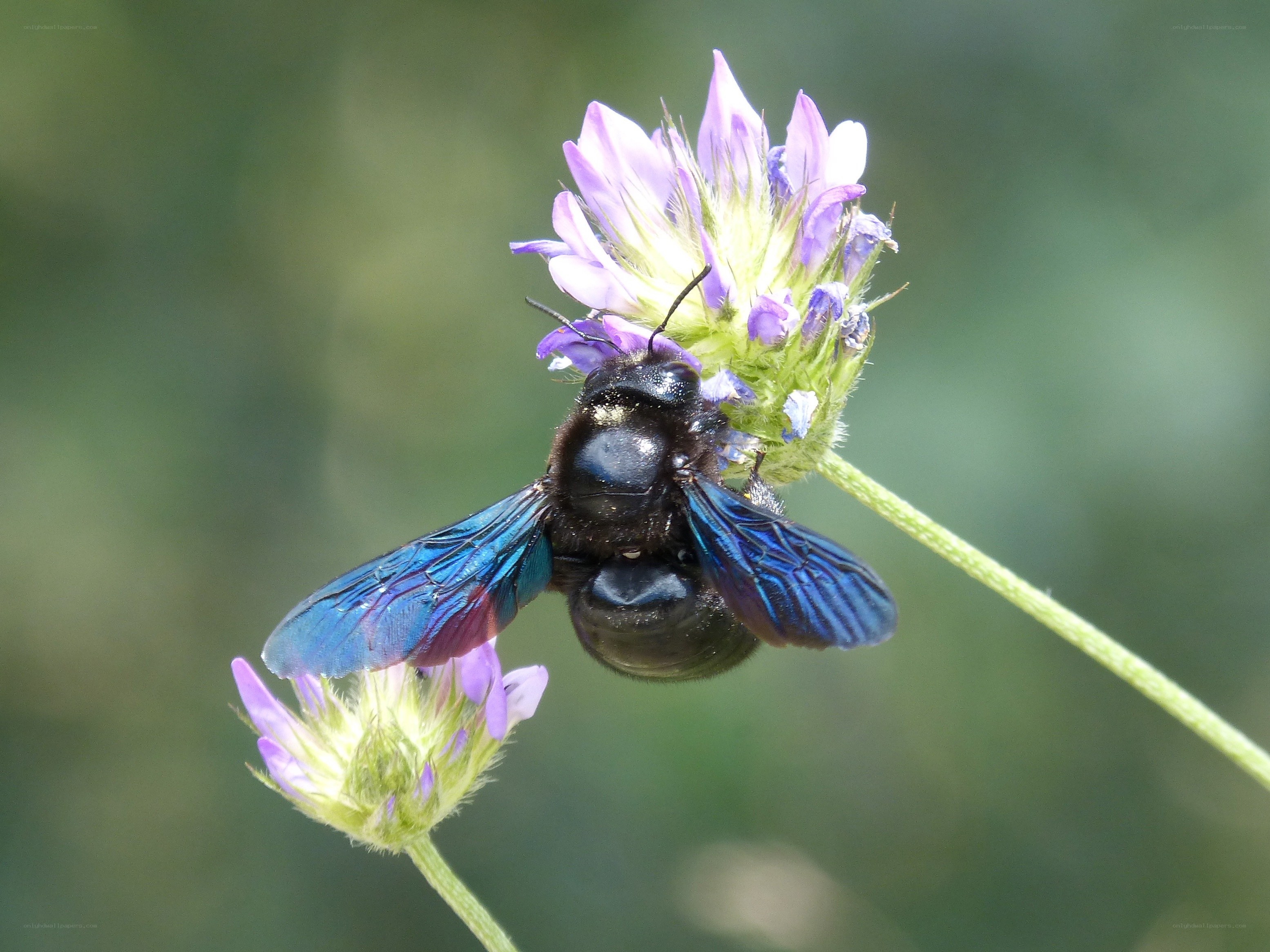 bee on purple flower