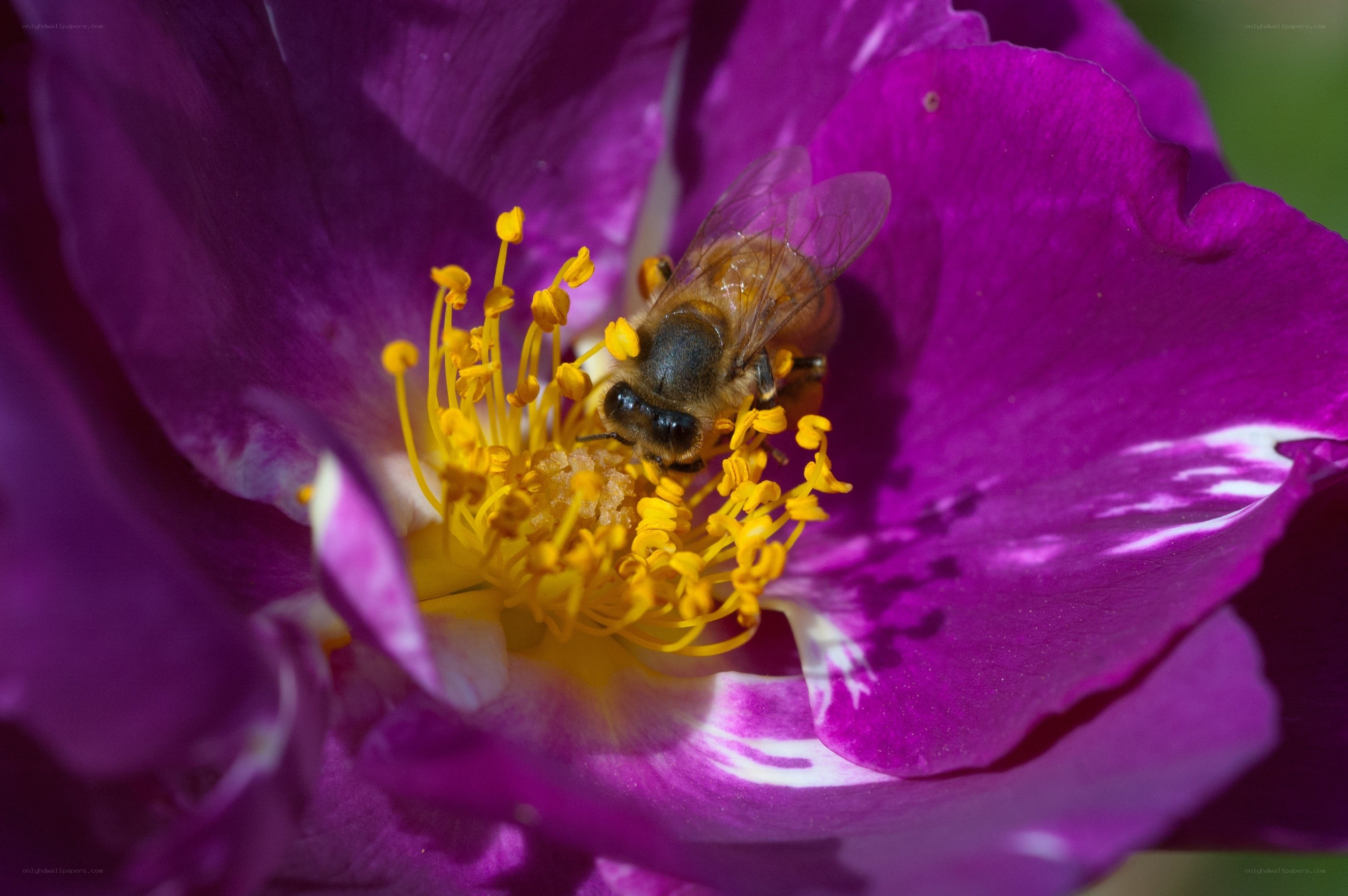 bee on purple flower