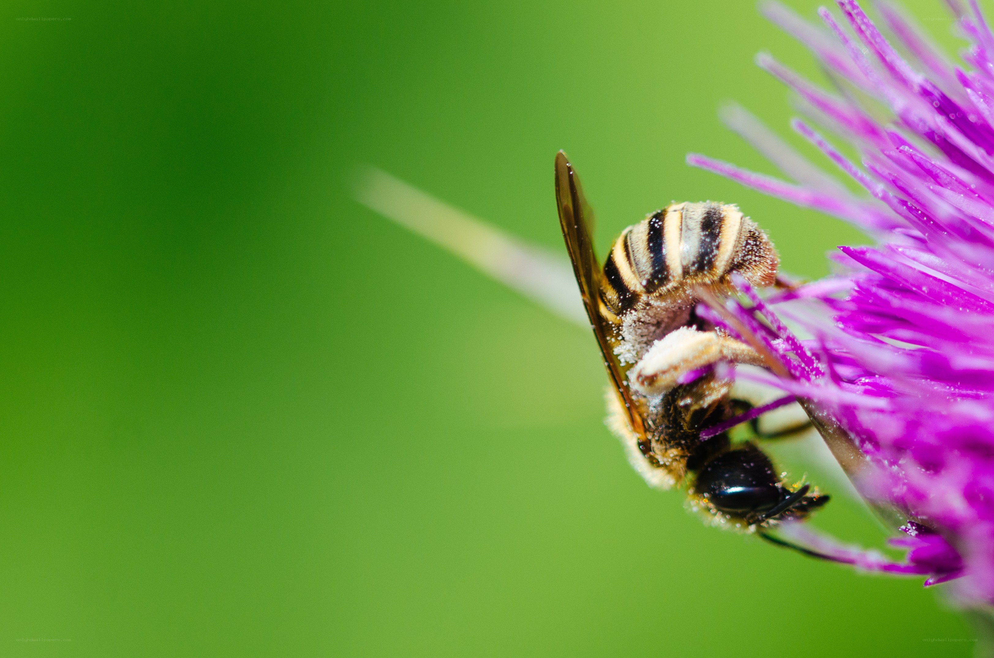 bee on purple flower