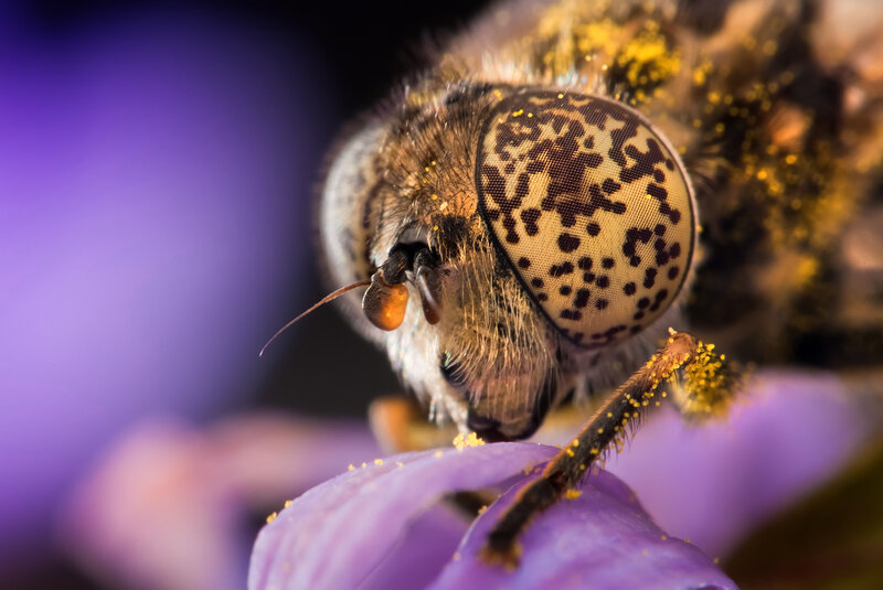 bee on purple flower