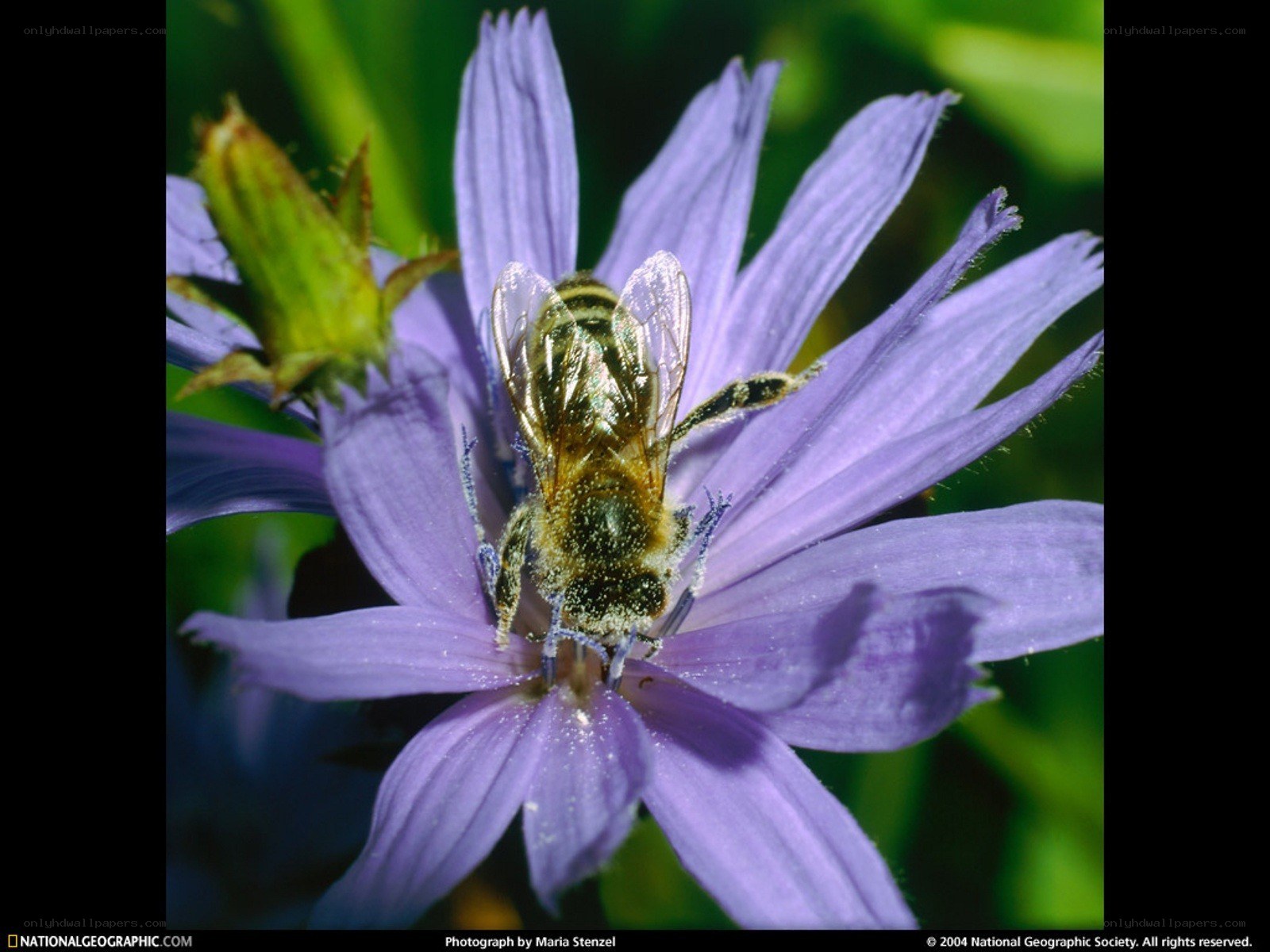 bee on purple flower
