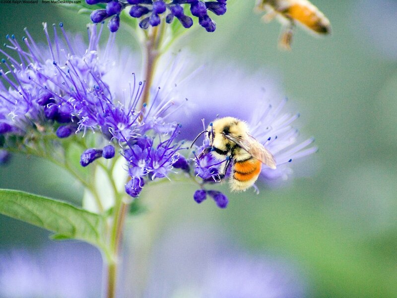 bee on purple flower