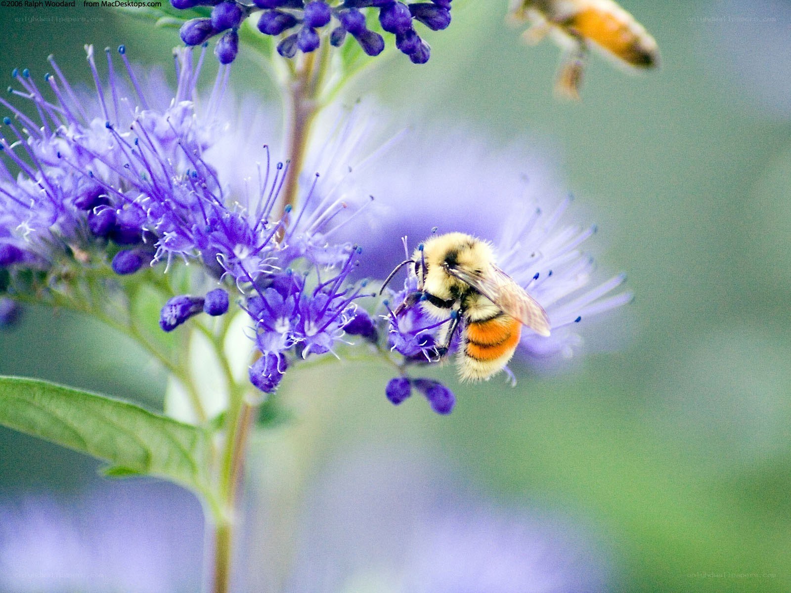 bee on purple flower