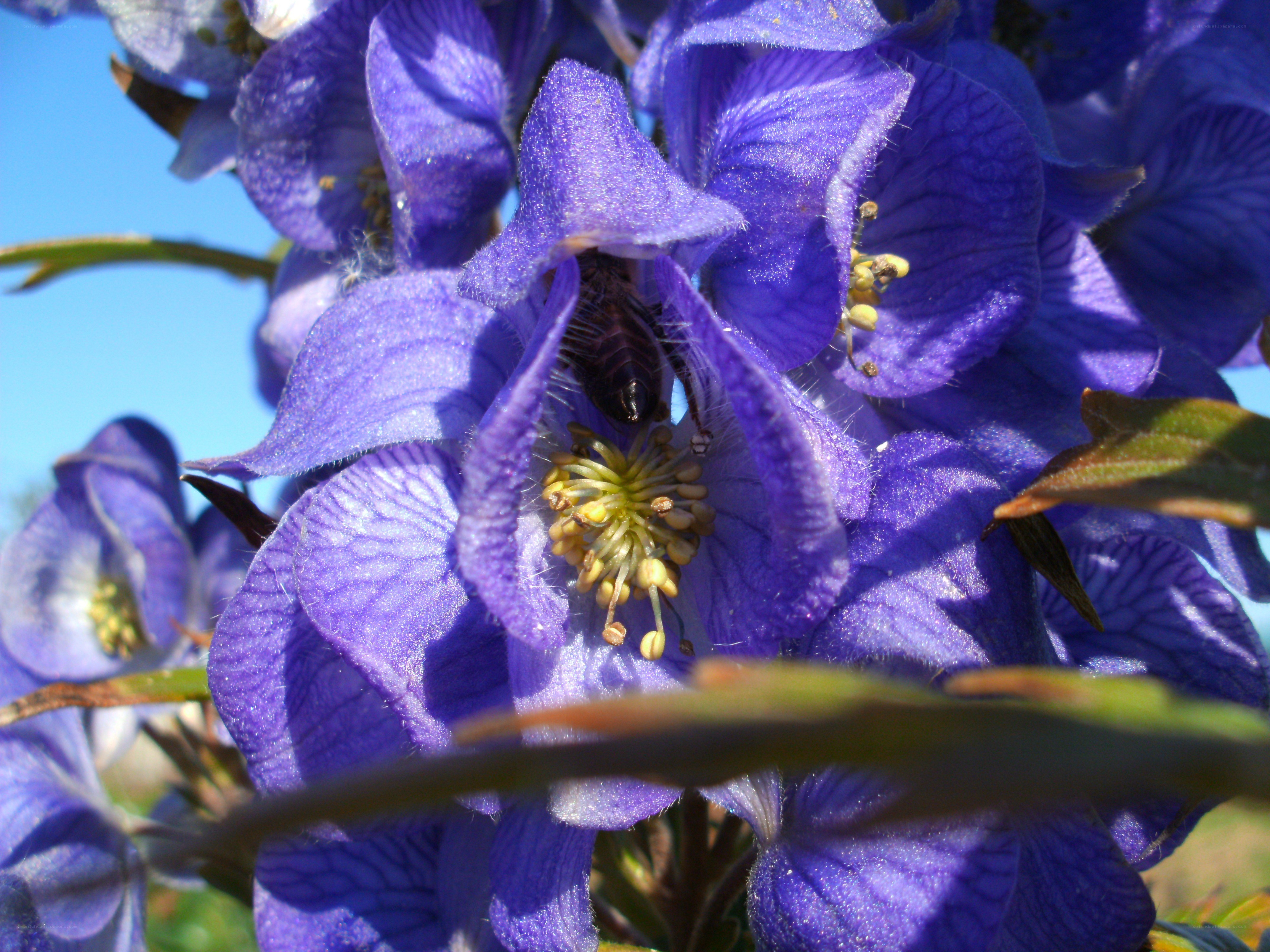 bee on purple flower