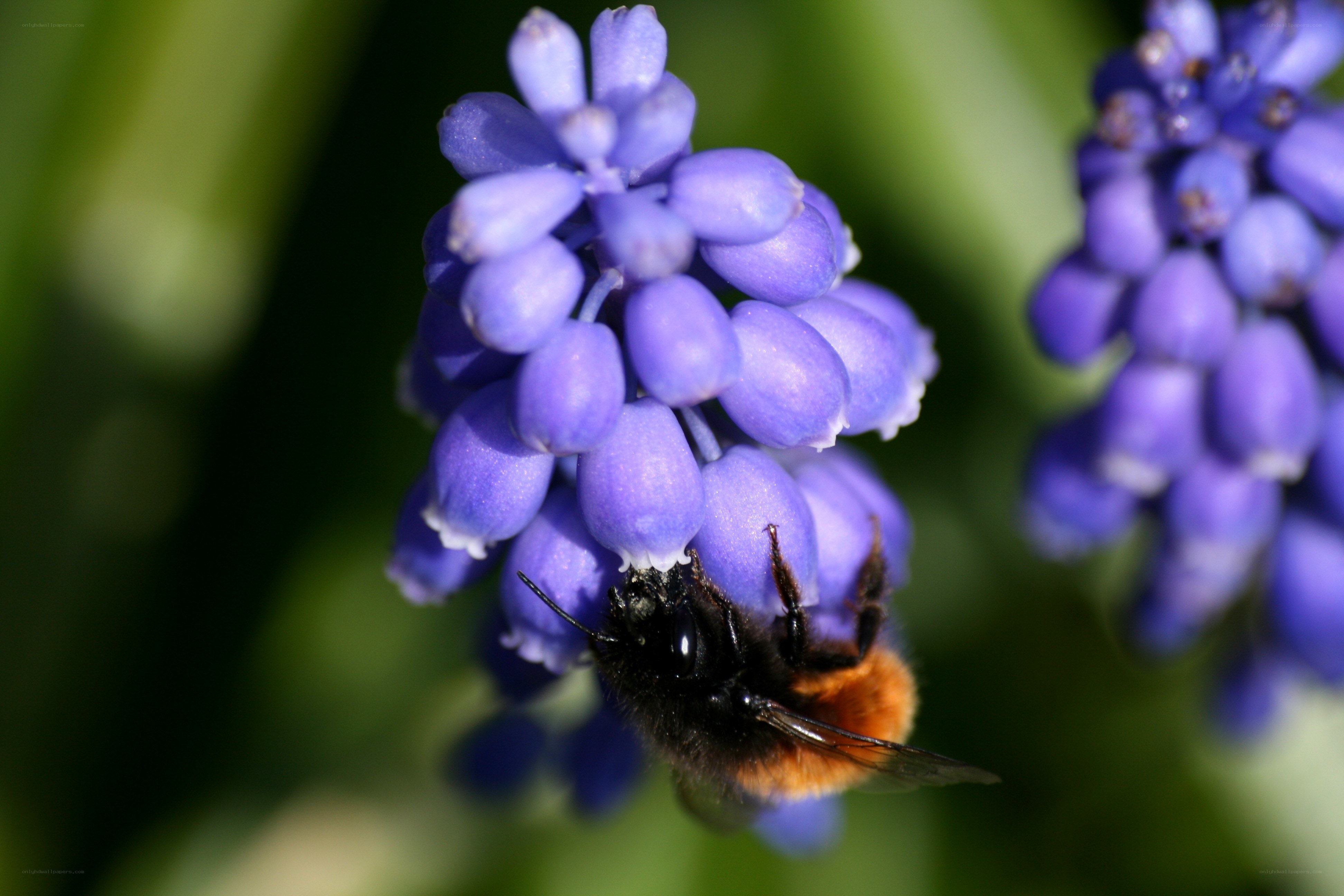 bee on purple flower
