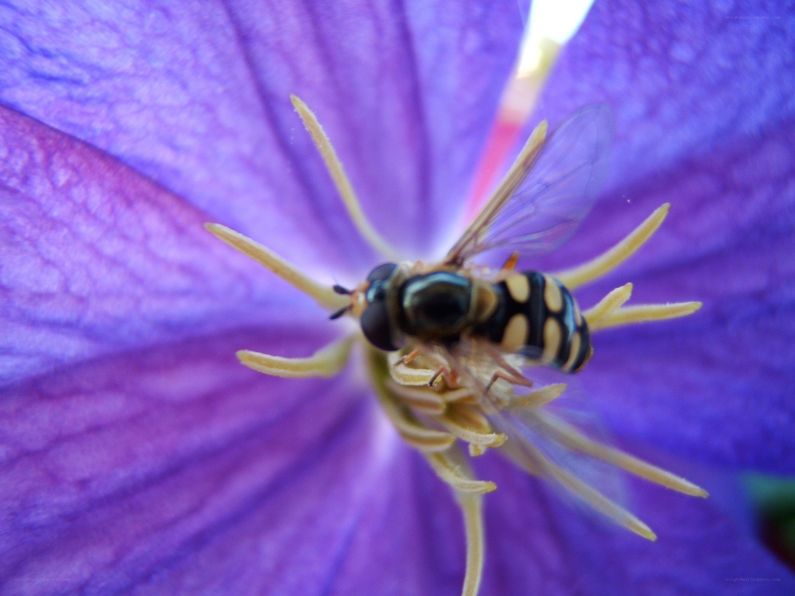 bee on purple flower