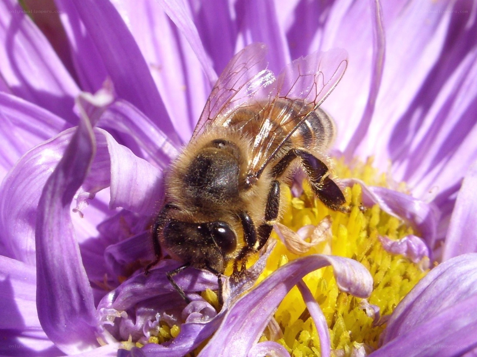 bee on purple flower