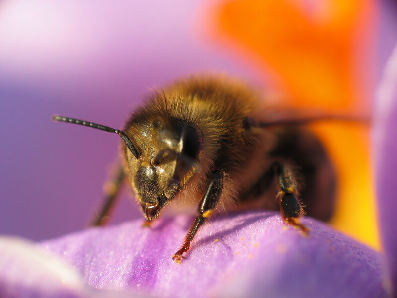 bee on purple flower