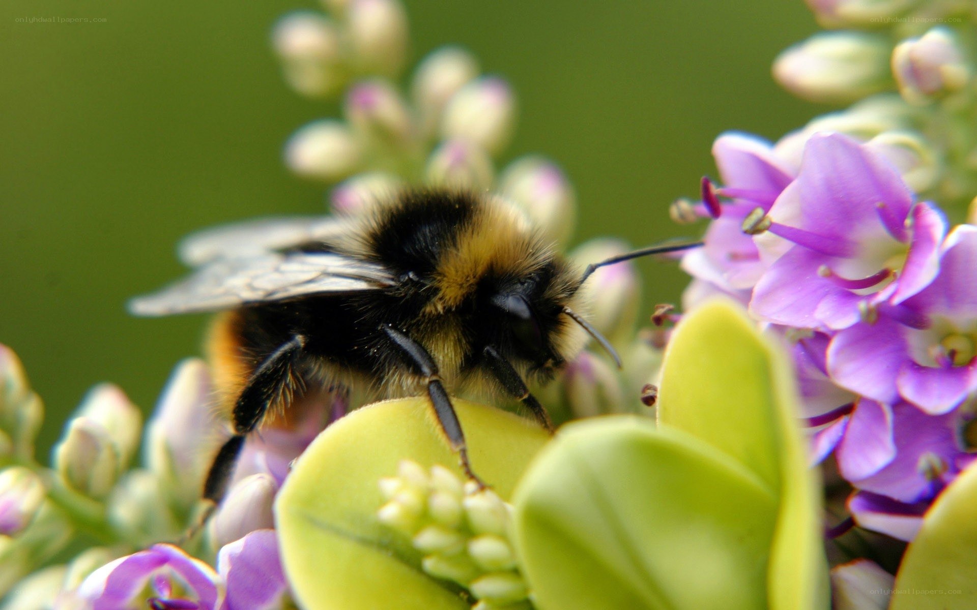 Bee on purple flower