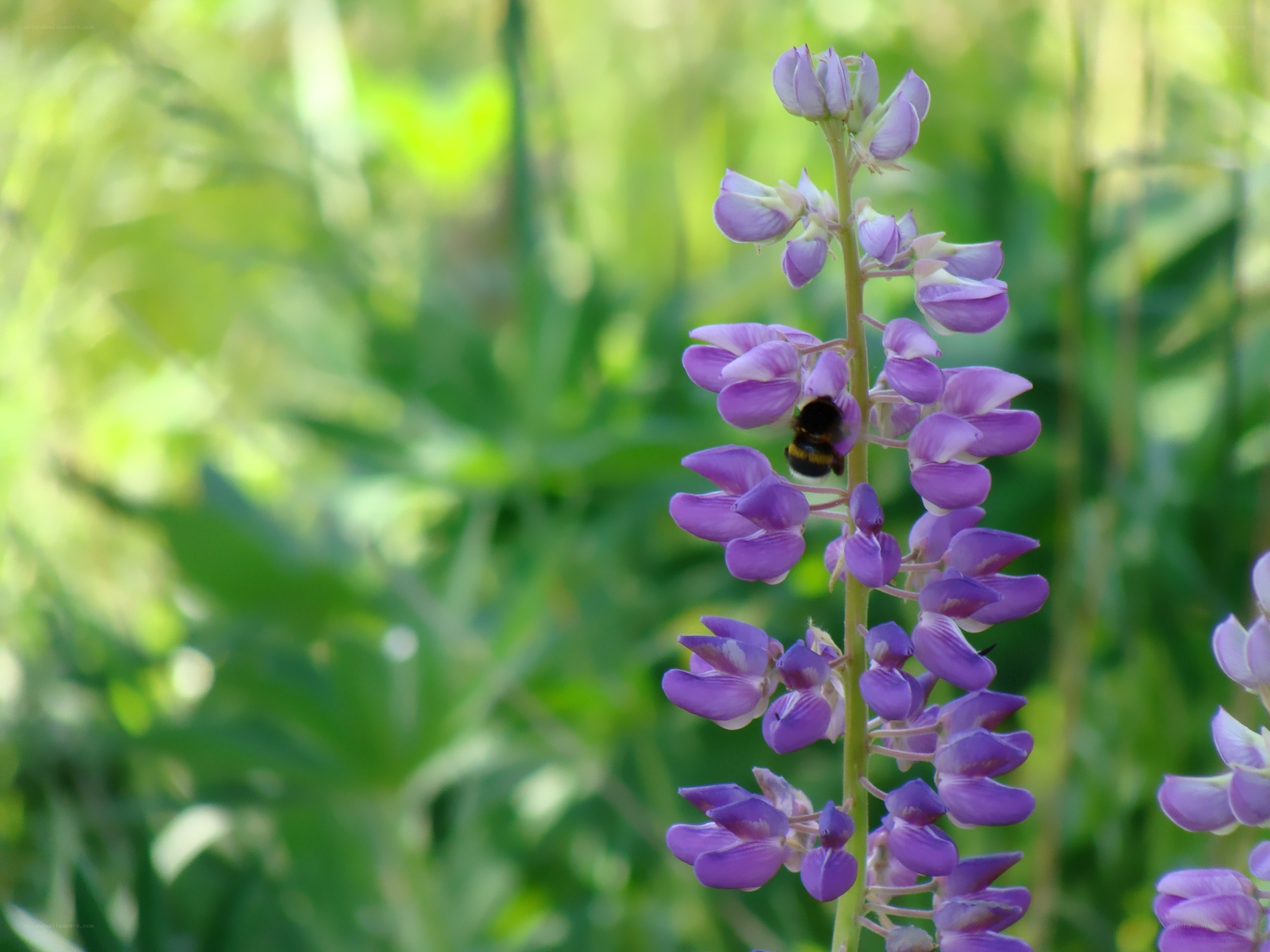 bee on purple flower