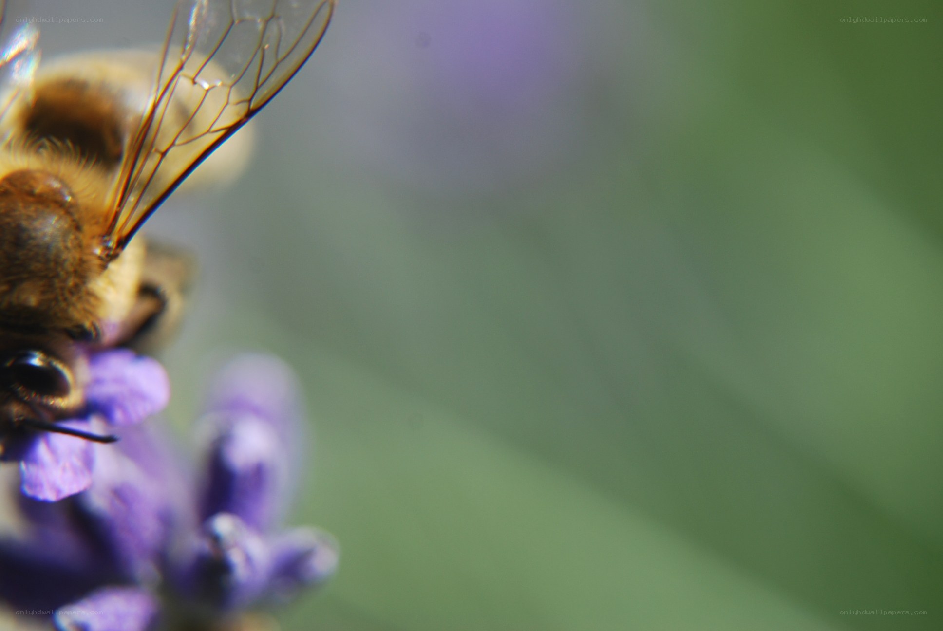 bee on purple flower