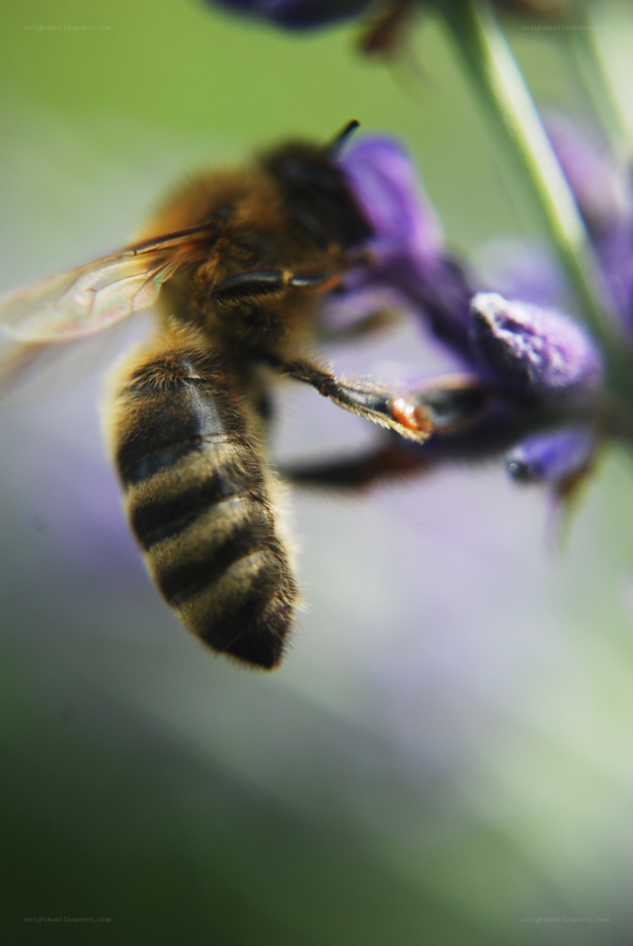 bee on purple flower
