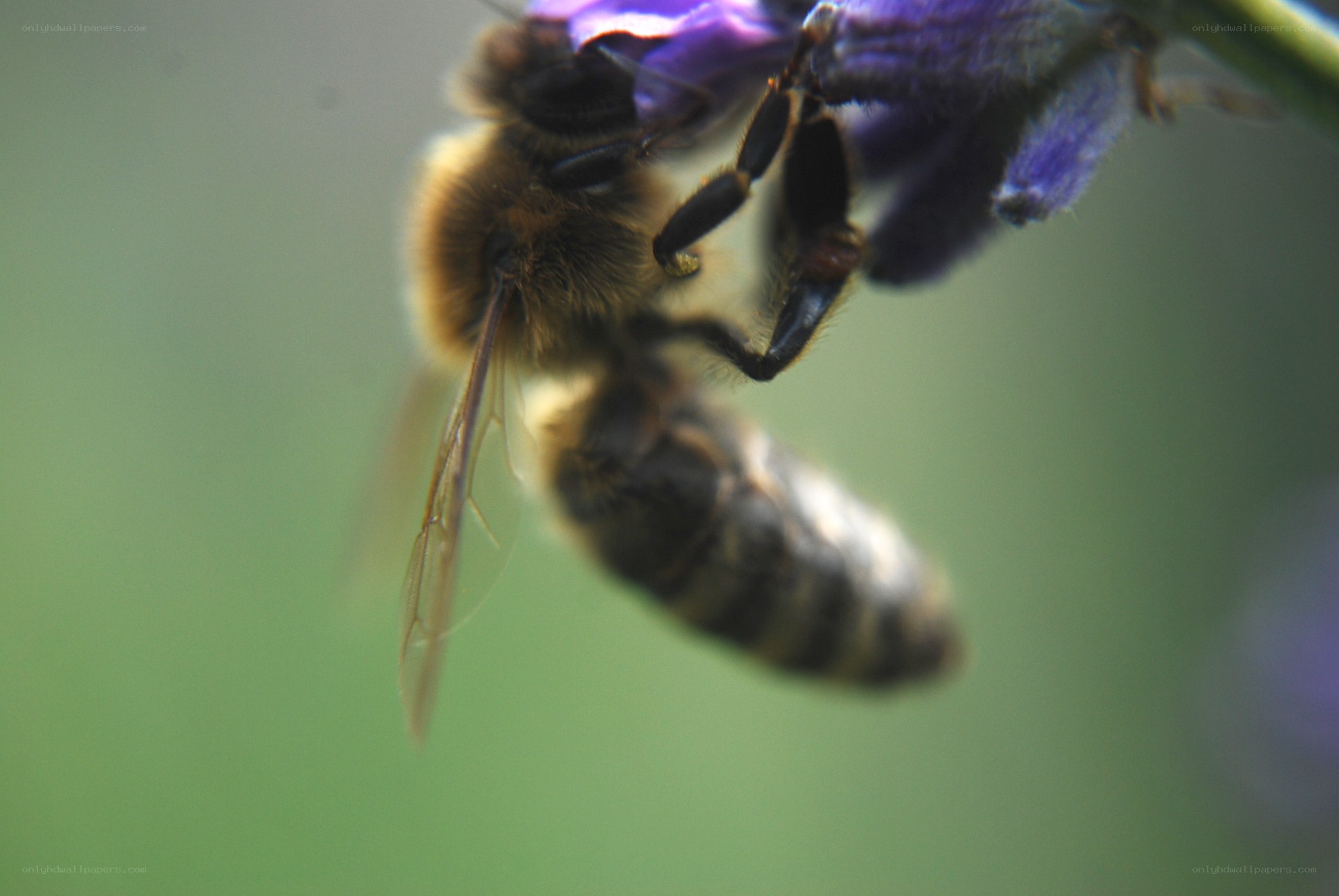 bee on purple flower