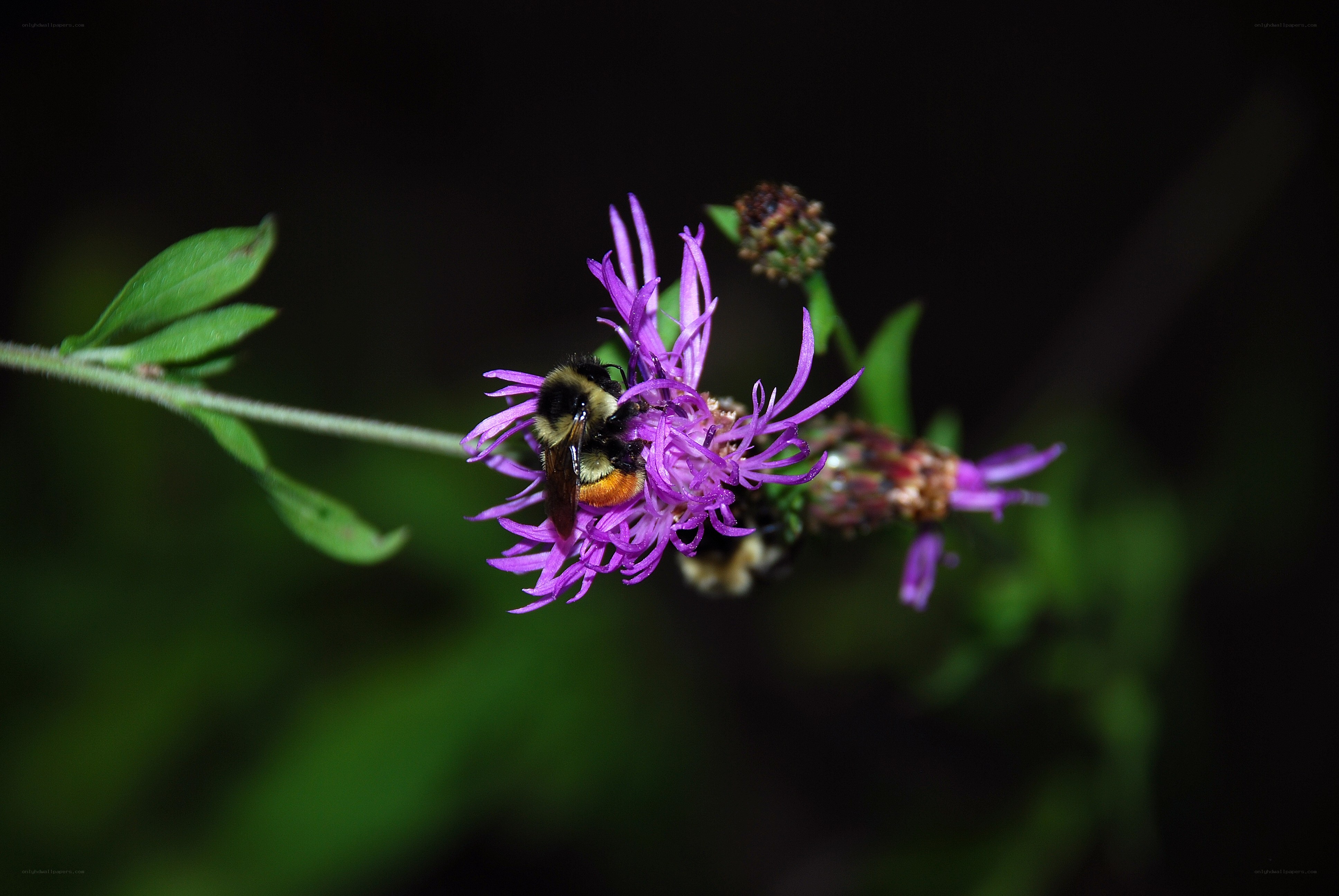 Bee on purple flower