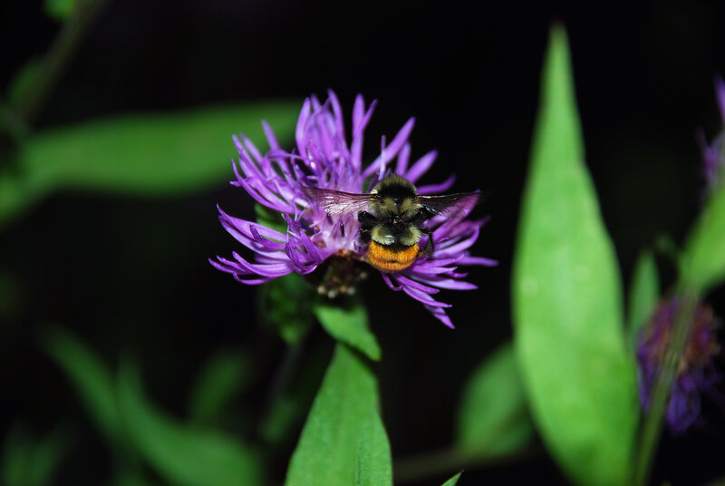 bee on purple flower