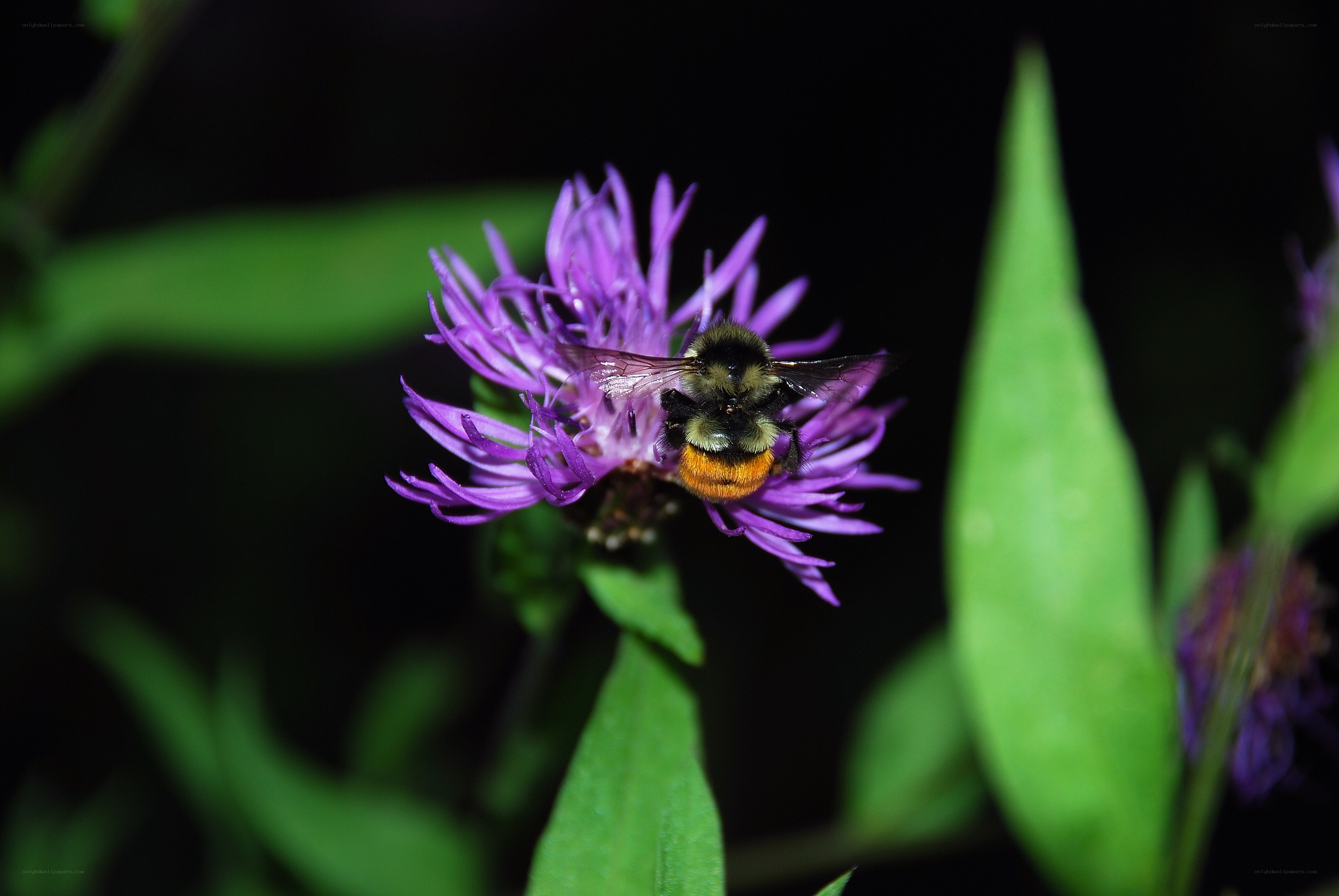 bee on purple flower