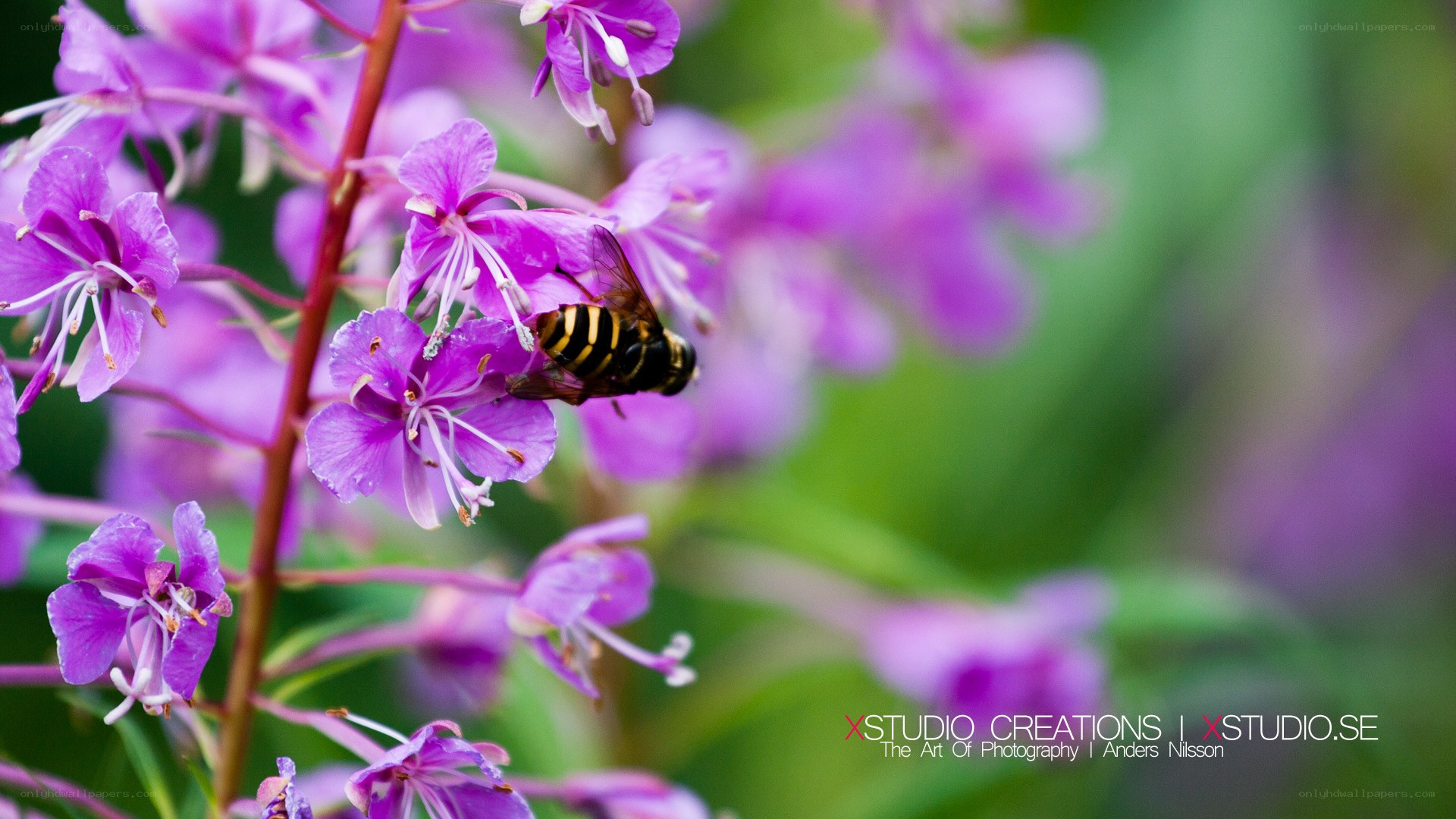 bee on purple flower