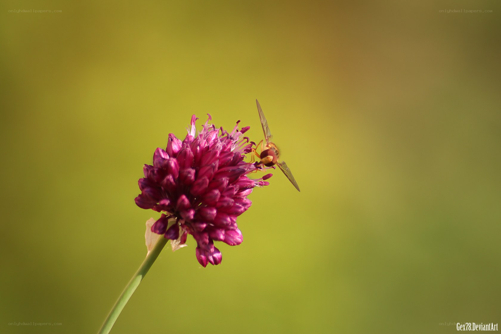 bee on purple flower