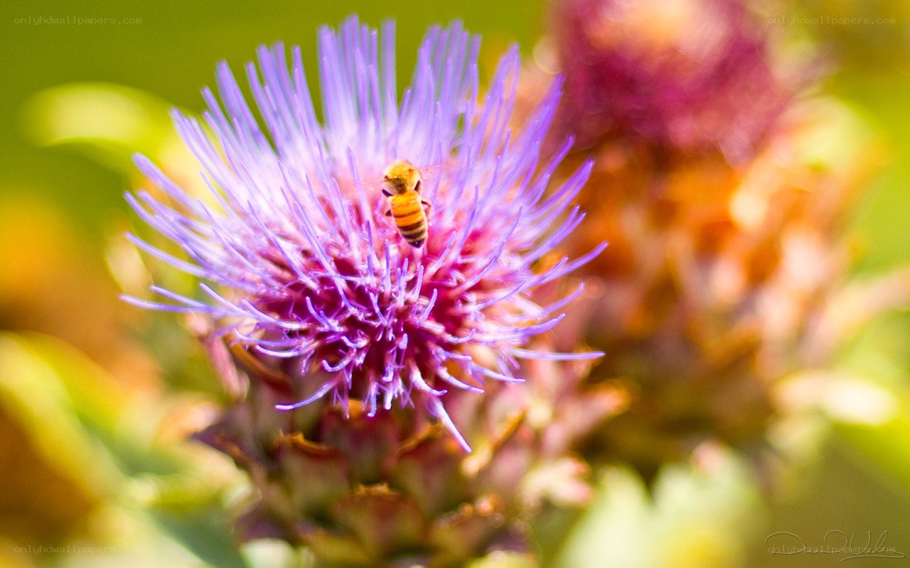 bee on purple flower