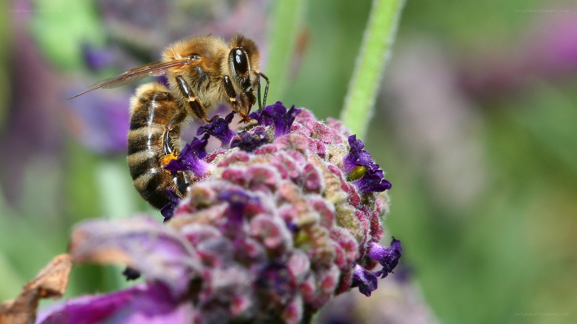 bee on purple flower