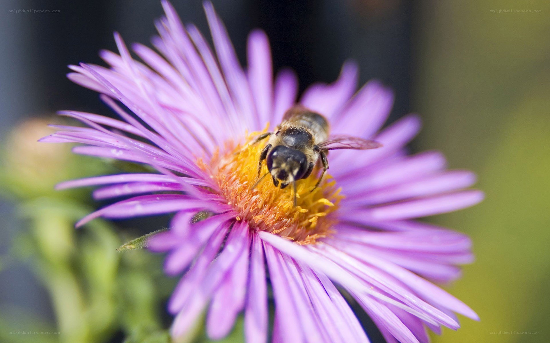 bee on purple flower