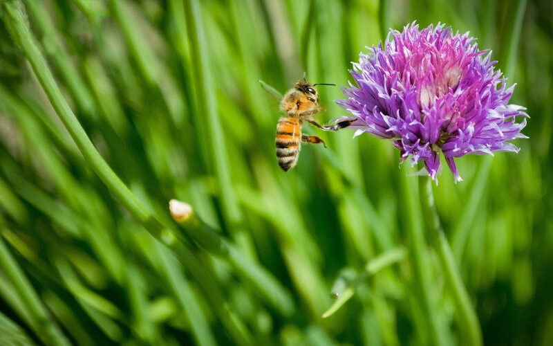 bee on purple flower