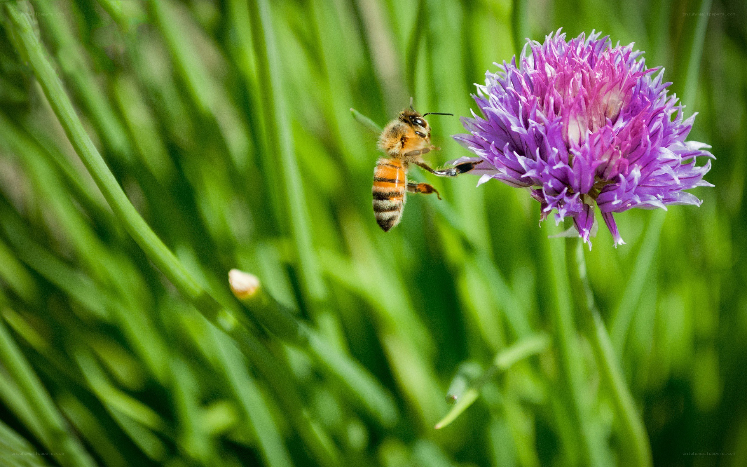 bee on purple flower
