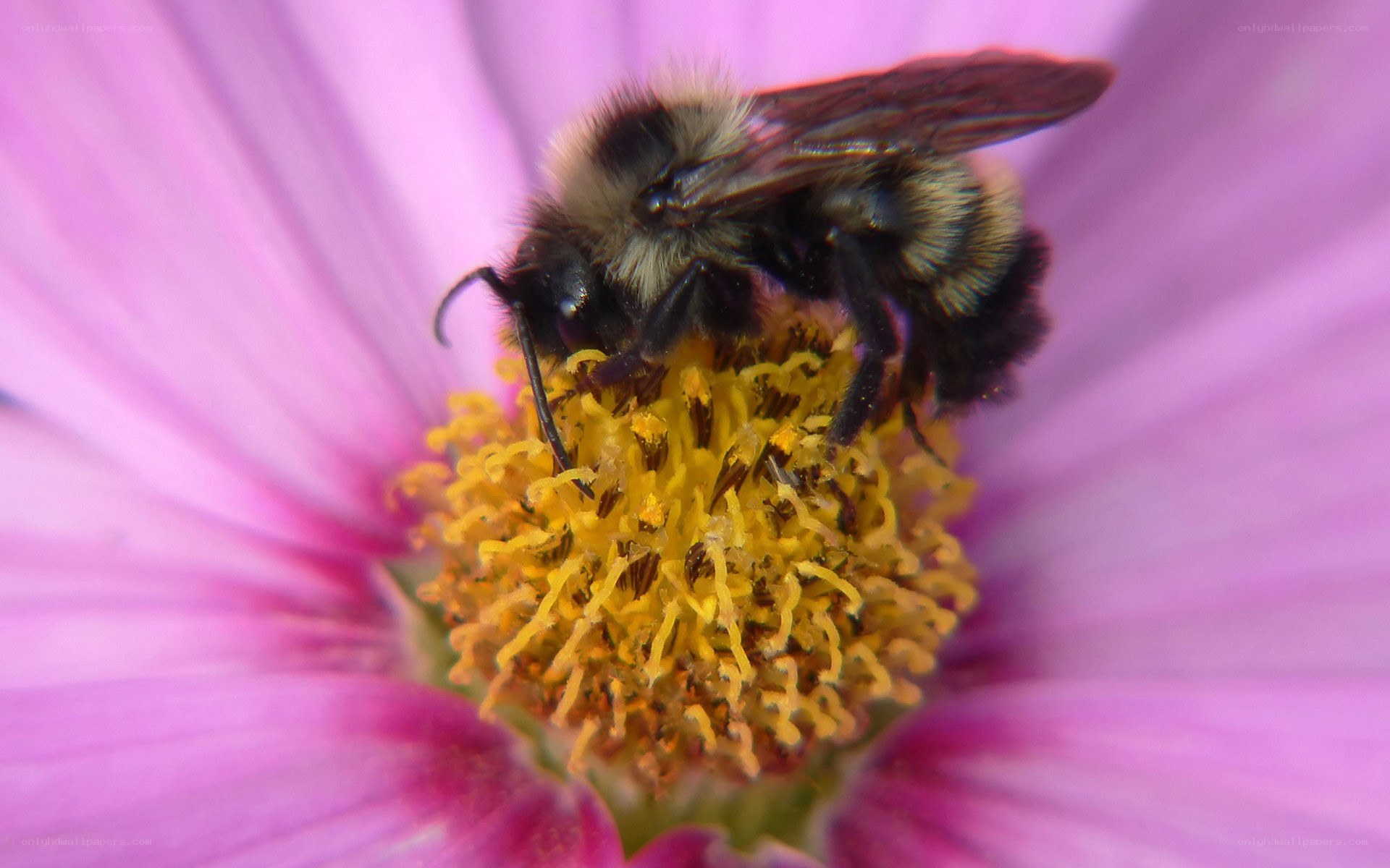 bee on purple flower