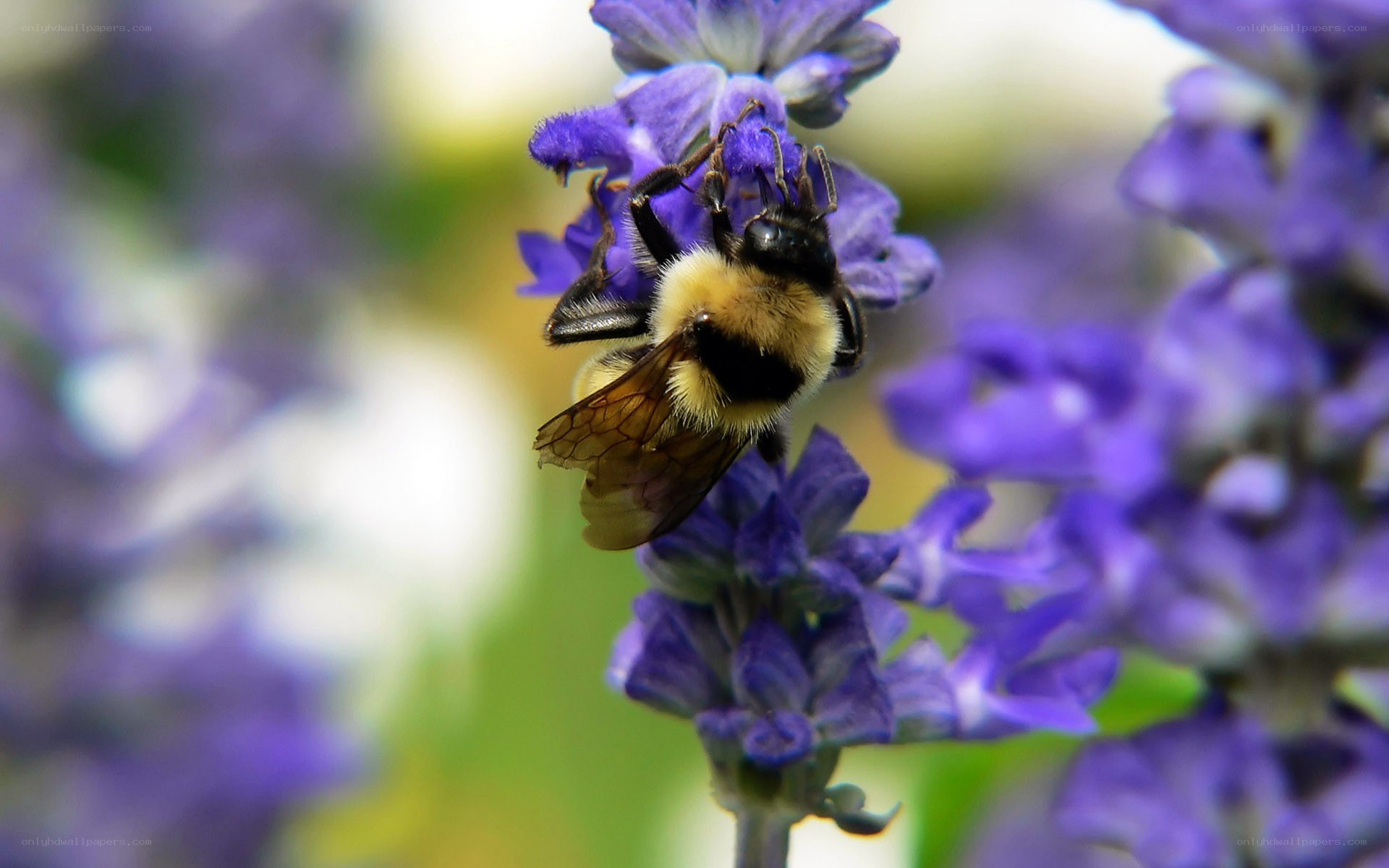 bee on purple flower