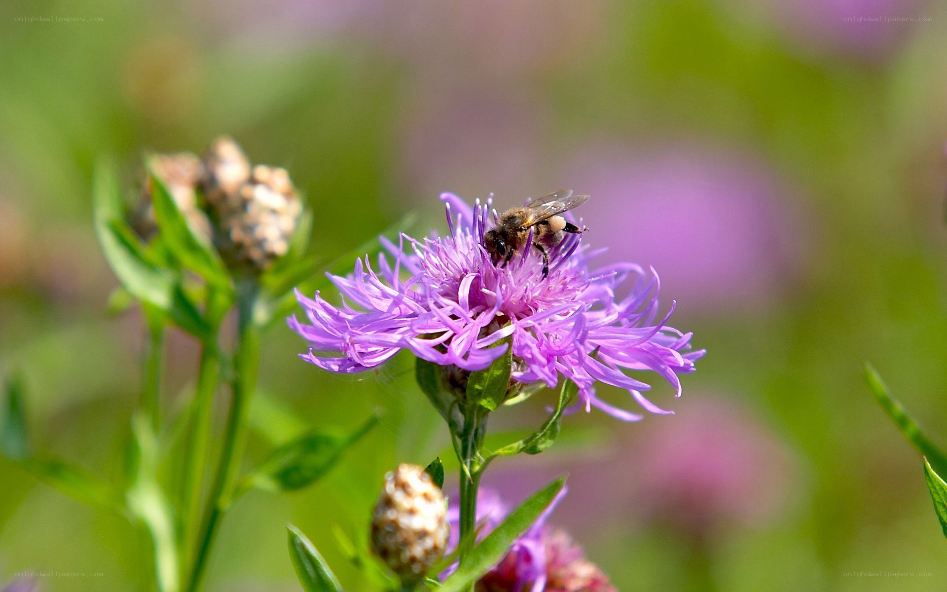 bee on purple flower