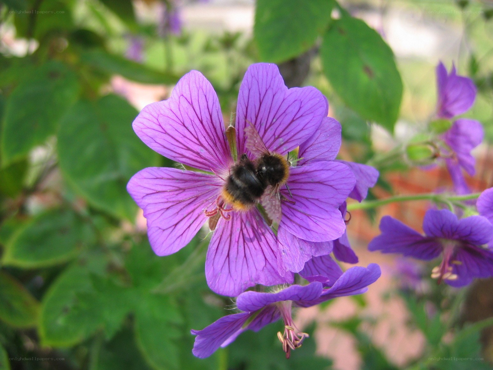bee on purple flower