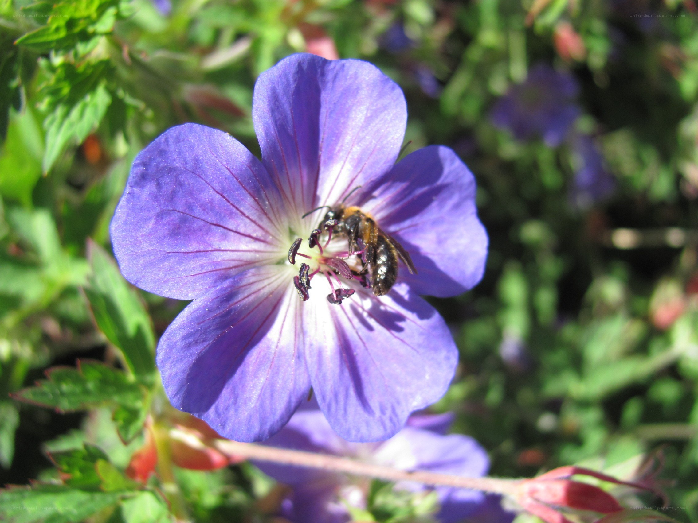bee on purple flower