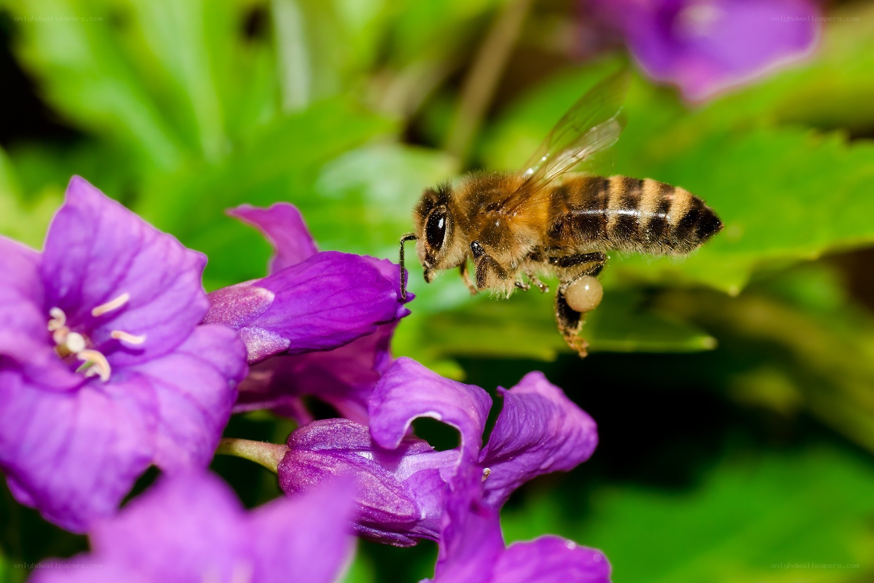 bee on purple flower