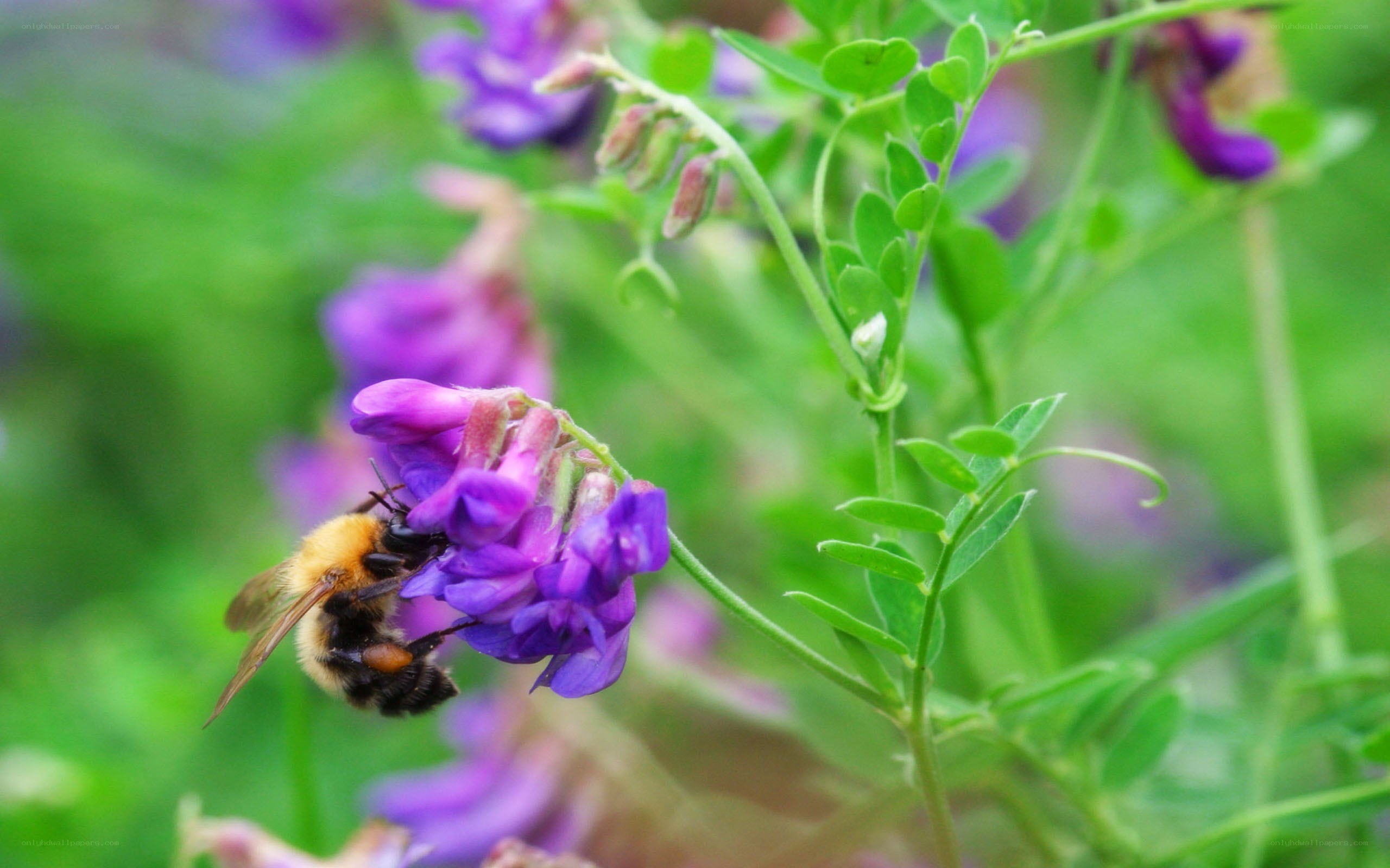 bee on purple flower