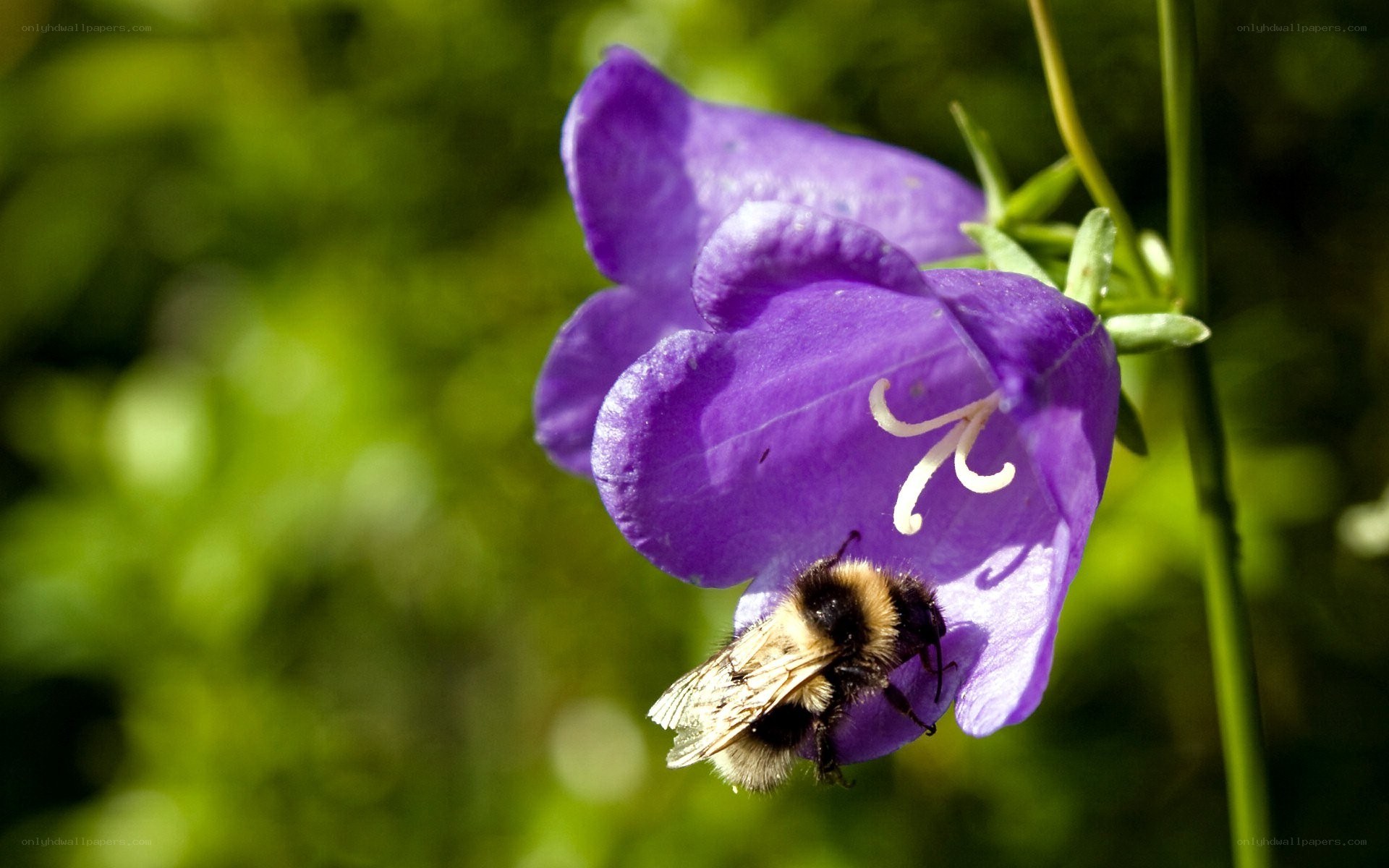 bee on purple flower