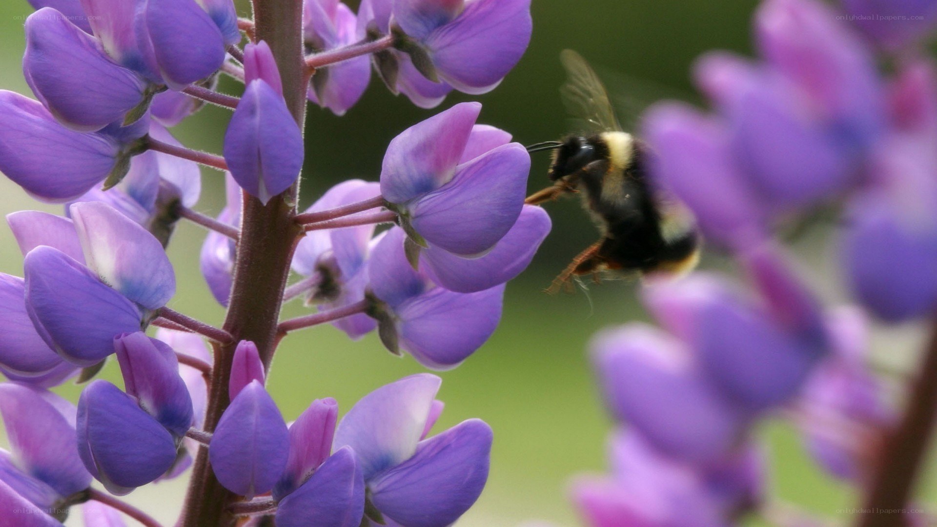 bee on purple flower