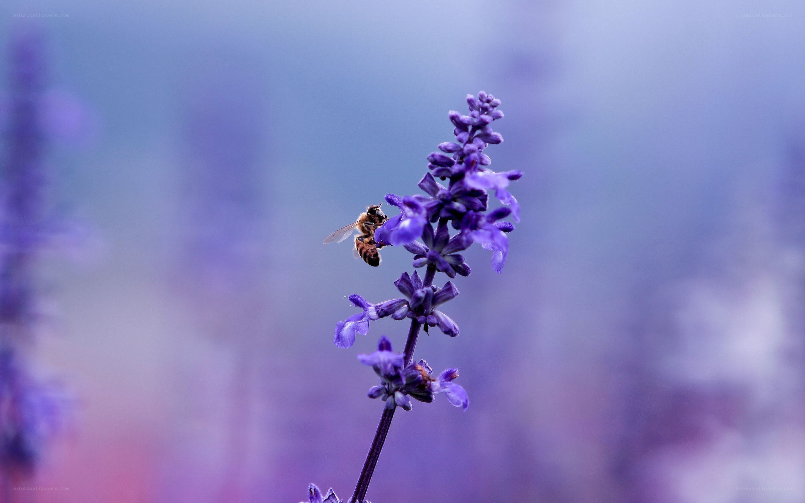 bee on purple flower
