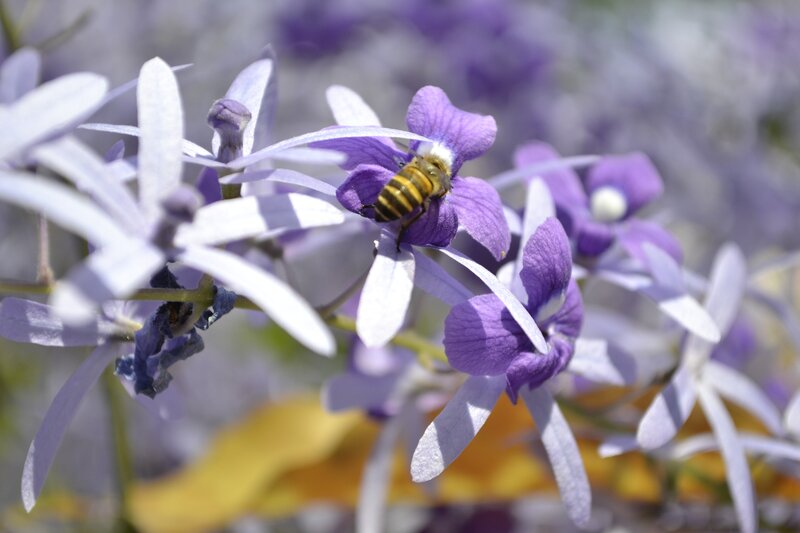 bee on purple flower