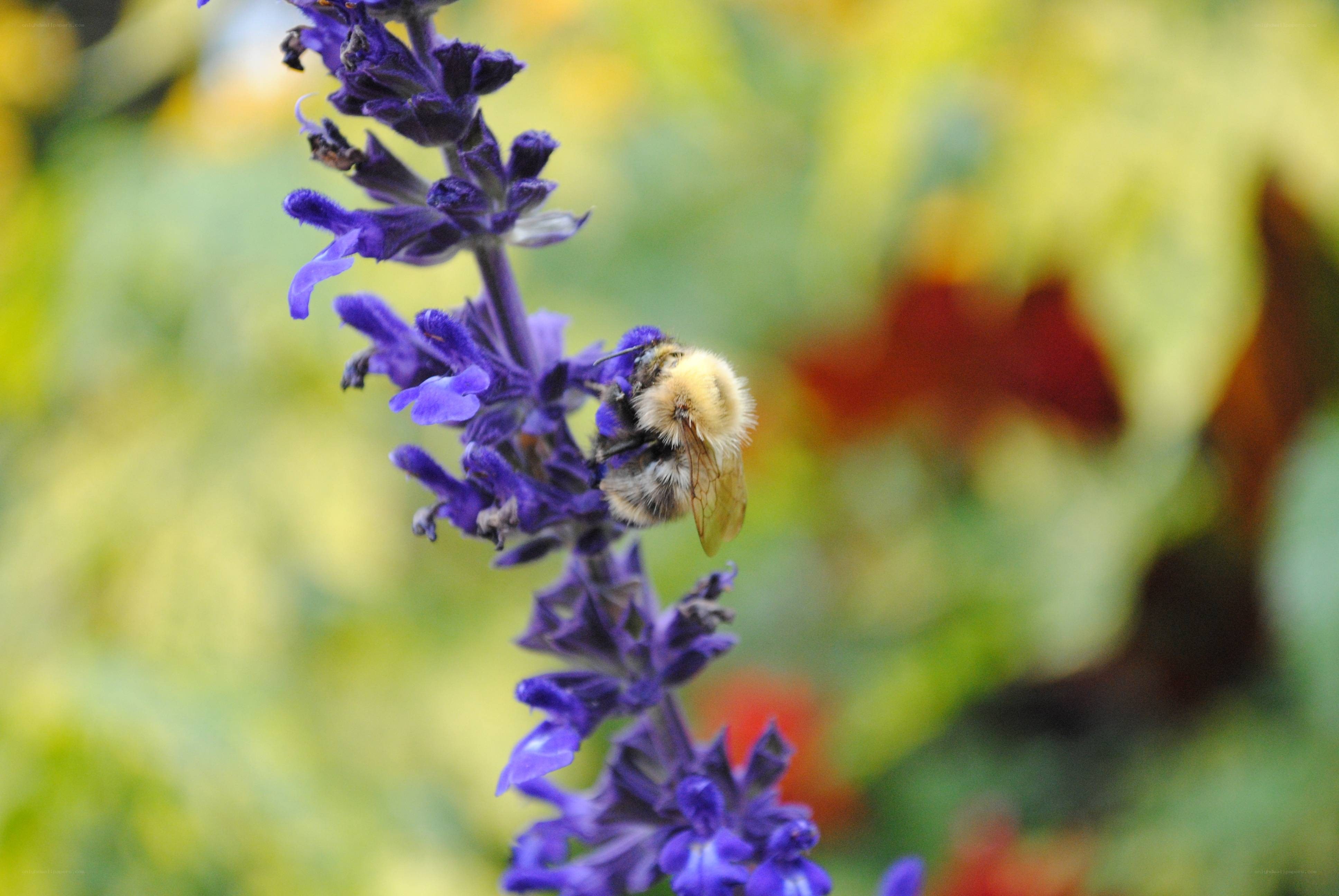 bee on purple flower