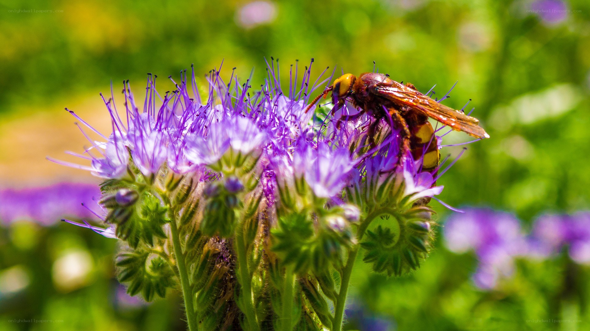bee on purple flower