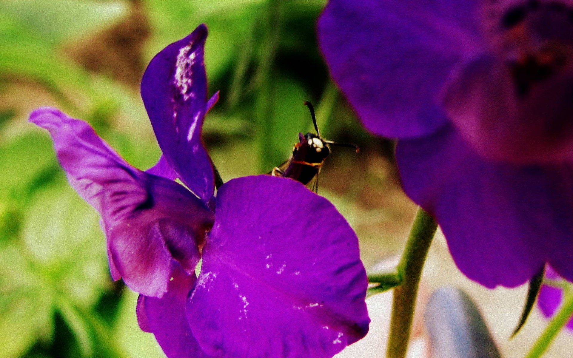 bee on purple flower
