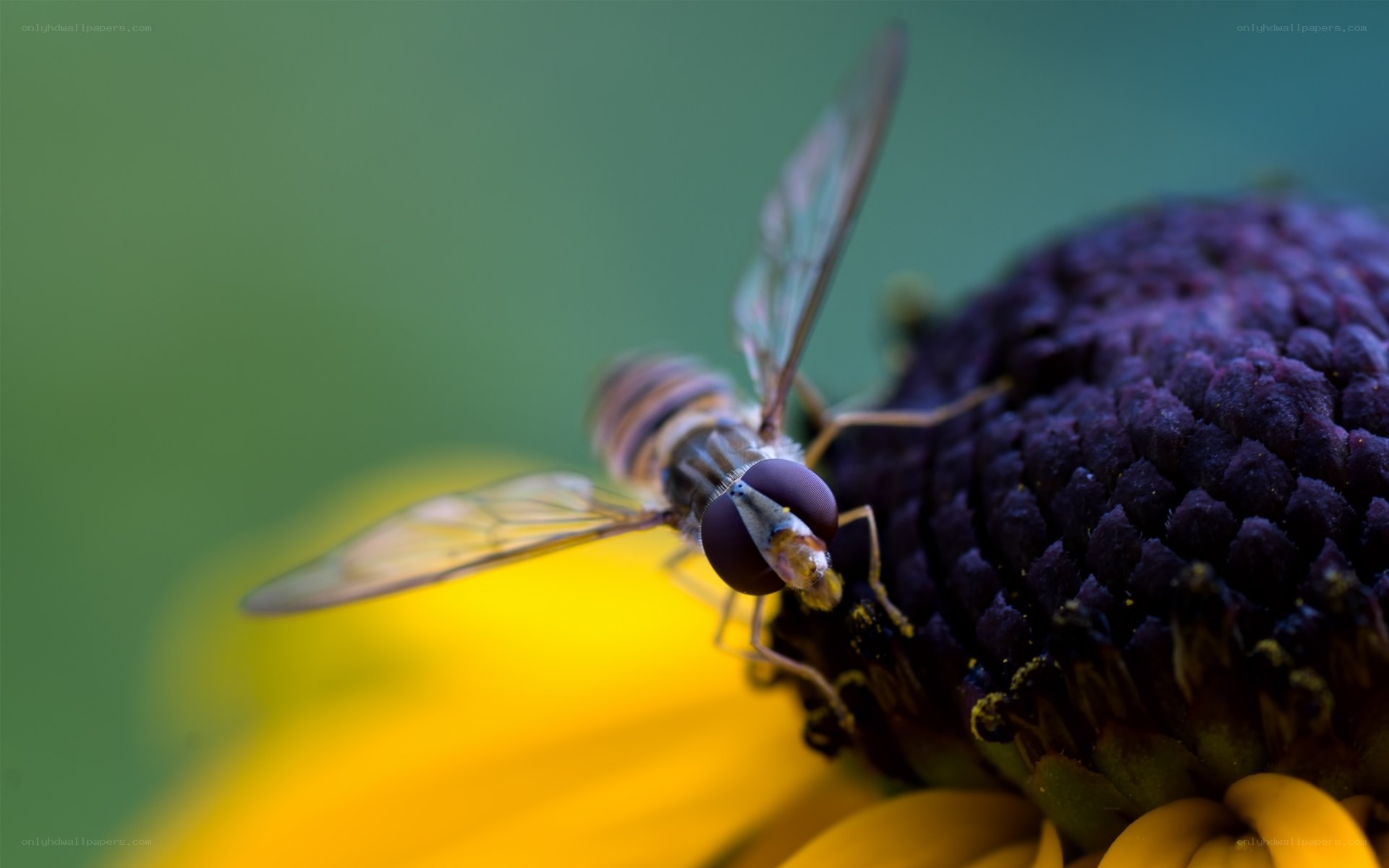 bee on purple flower