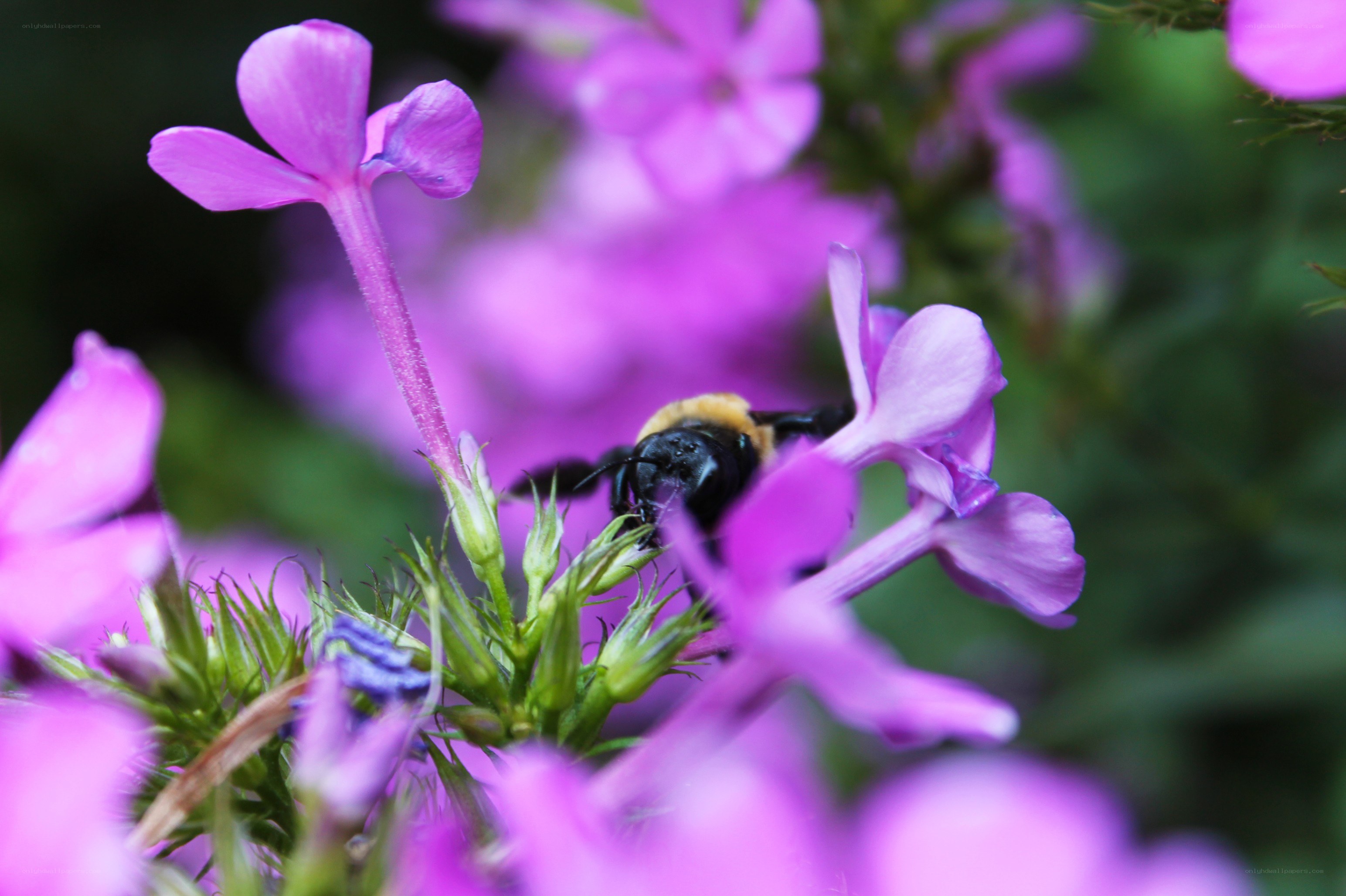 bee on purple flower