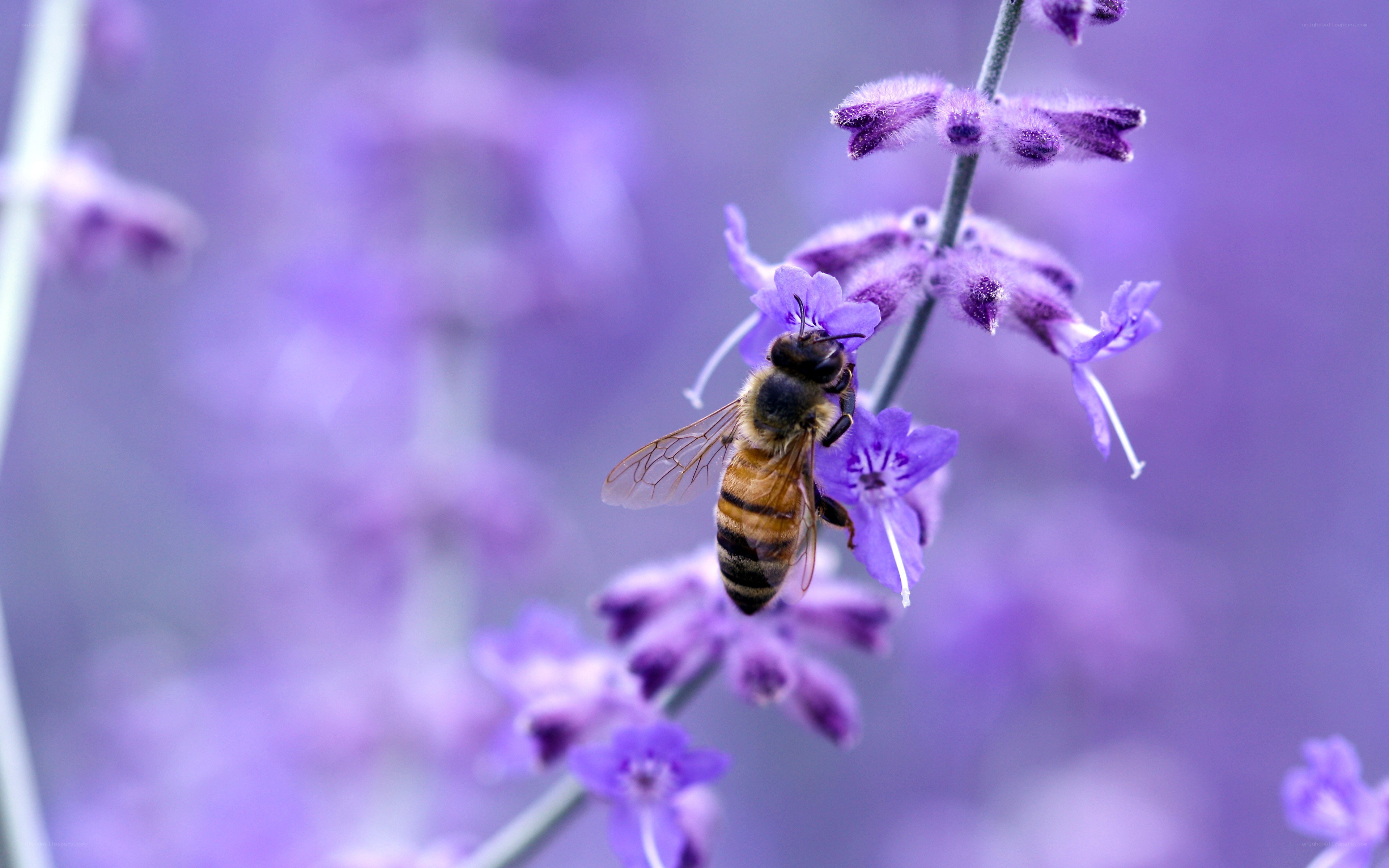 bee on purple flower