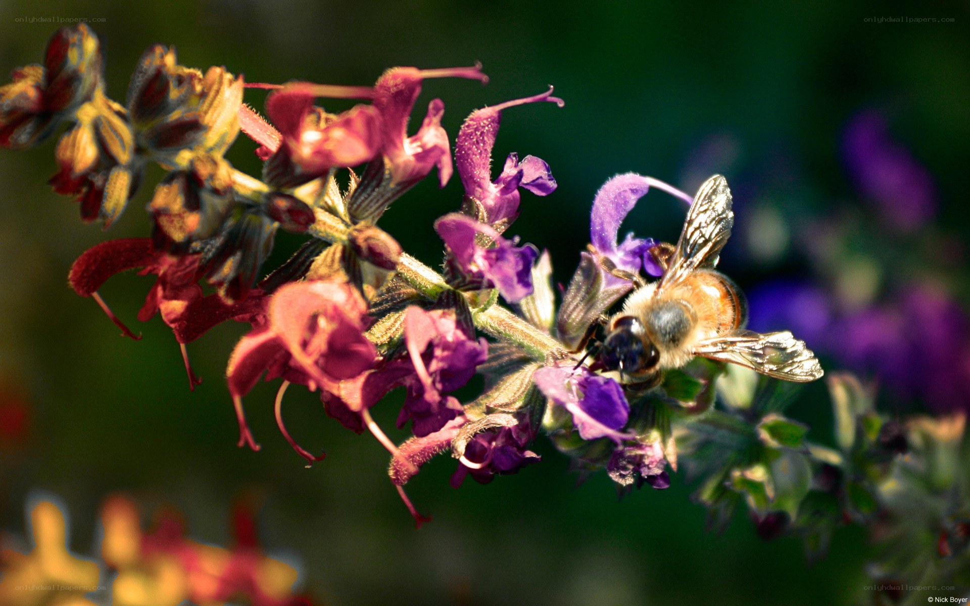 bee on purple flower
