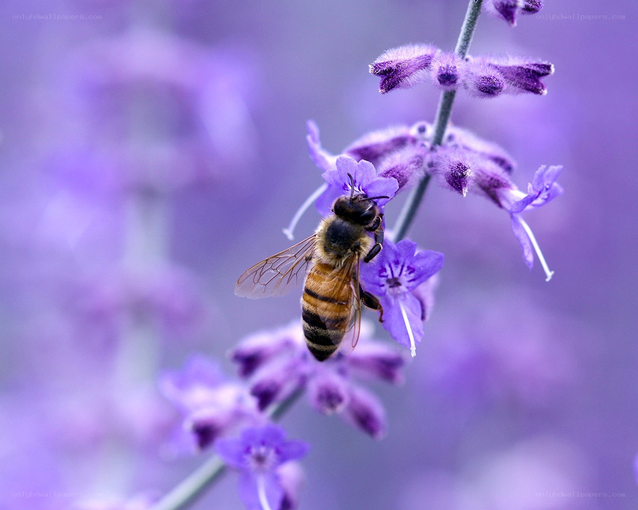 bee on purple flower